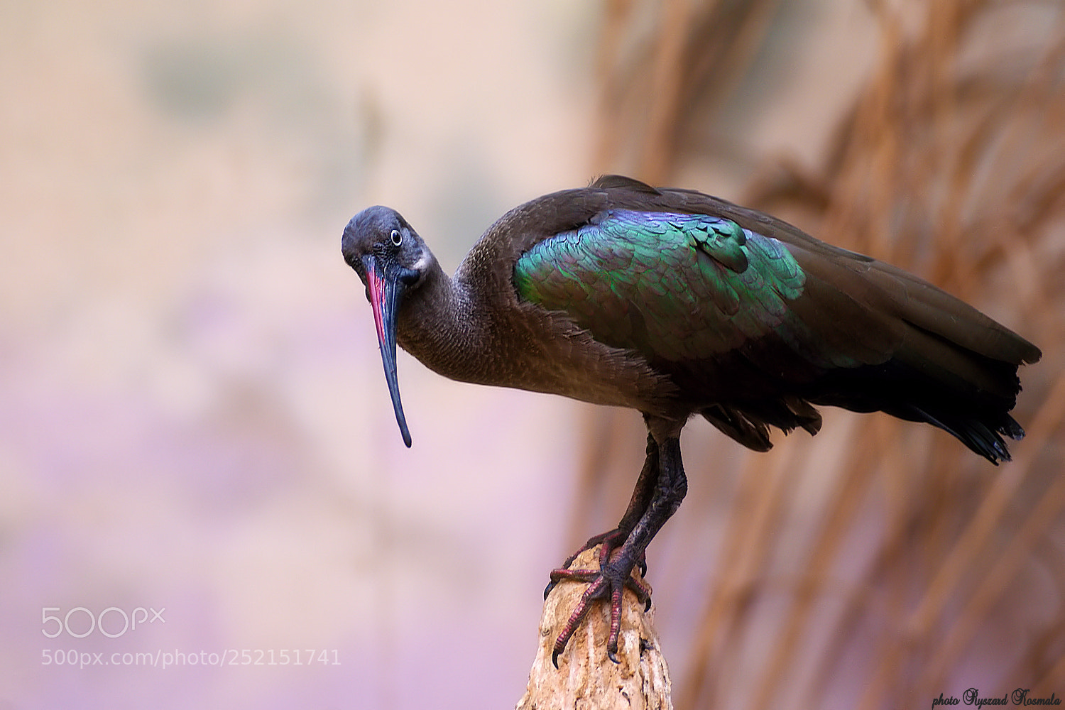 Sony Alpha DSLR-A300 sample photo. Hadeda ibis photography