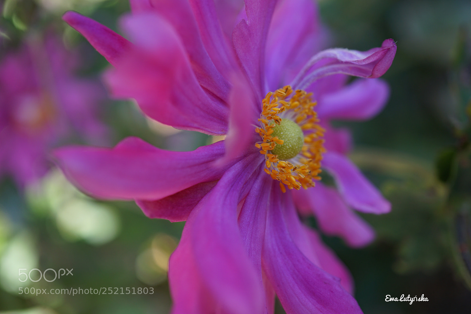 Sony a6000 sample photo. Anemone  photography