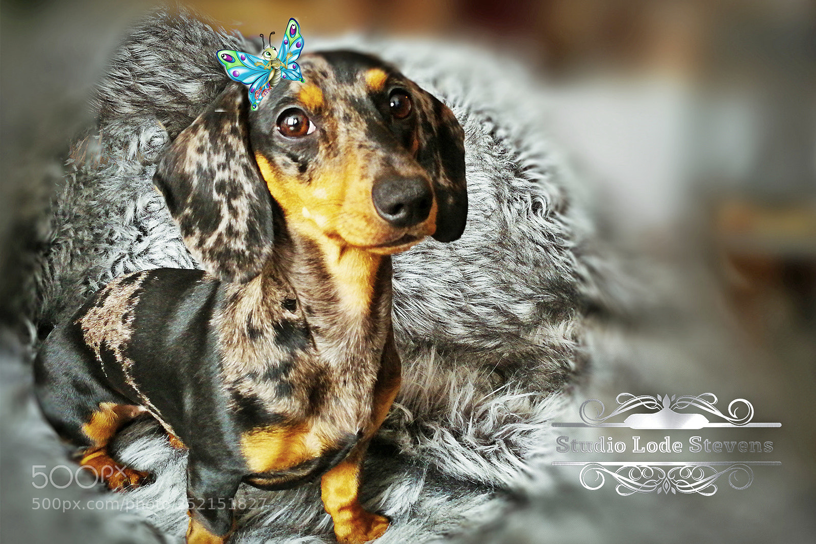 HUAWEI P10 sample photo. Love jeammy the hoddog. photography