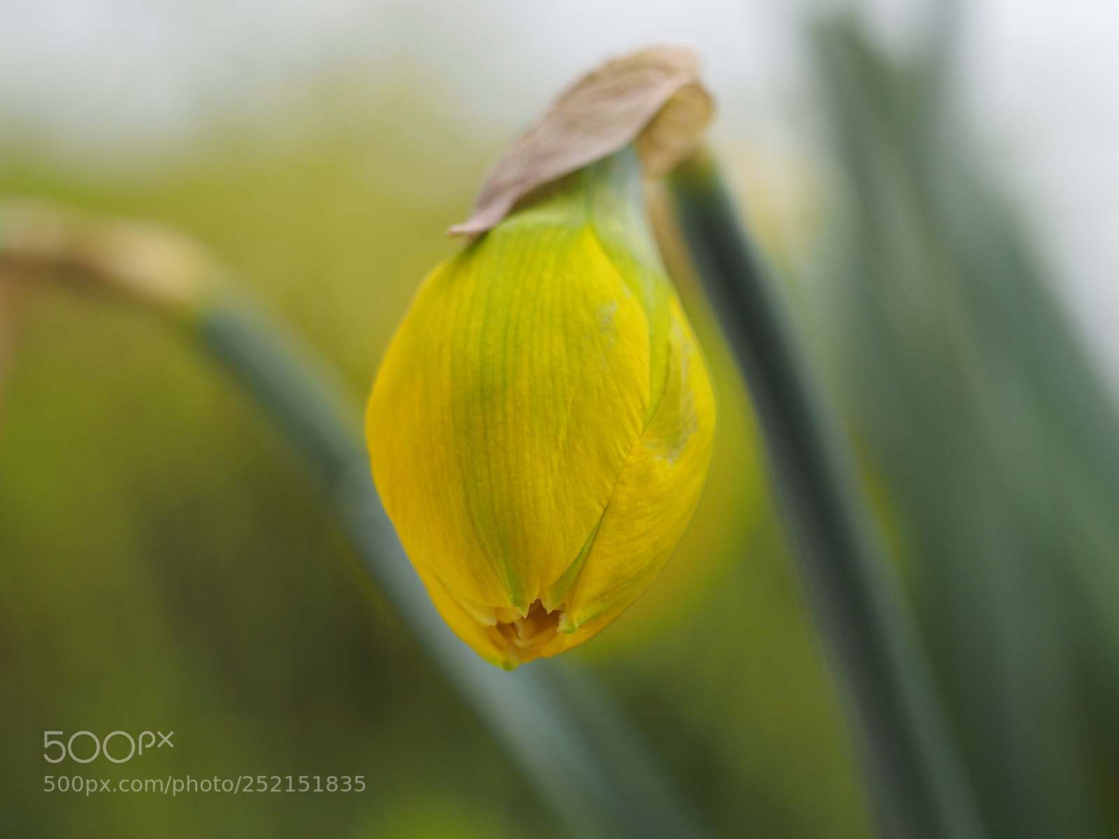 Olympus OM-D E-M1 sample photo. Narcis photography