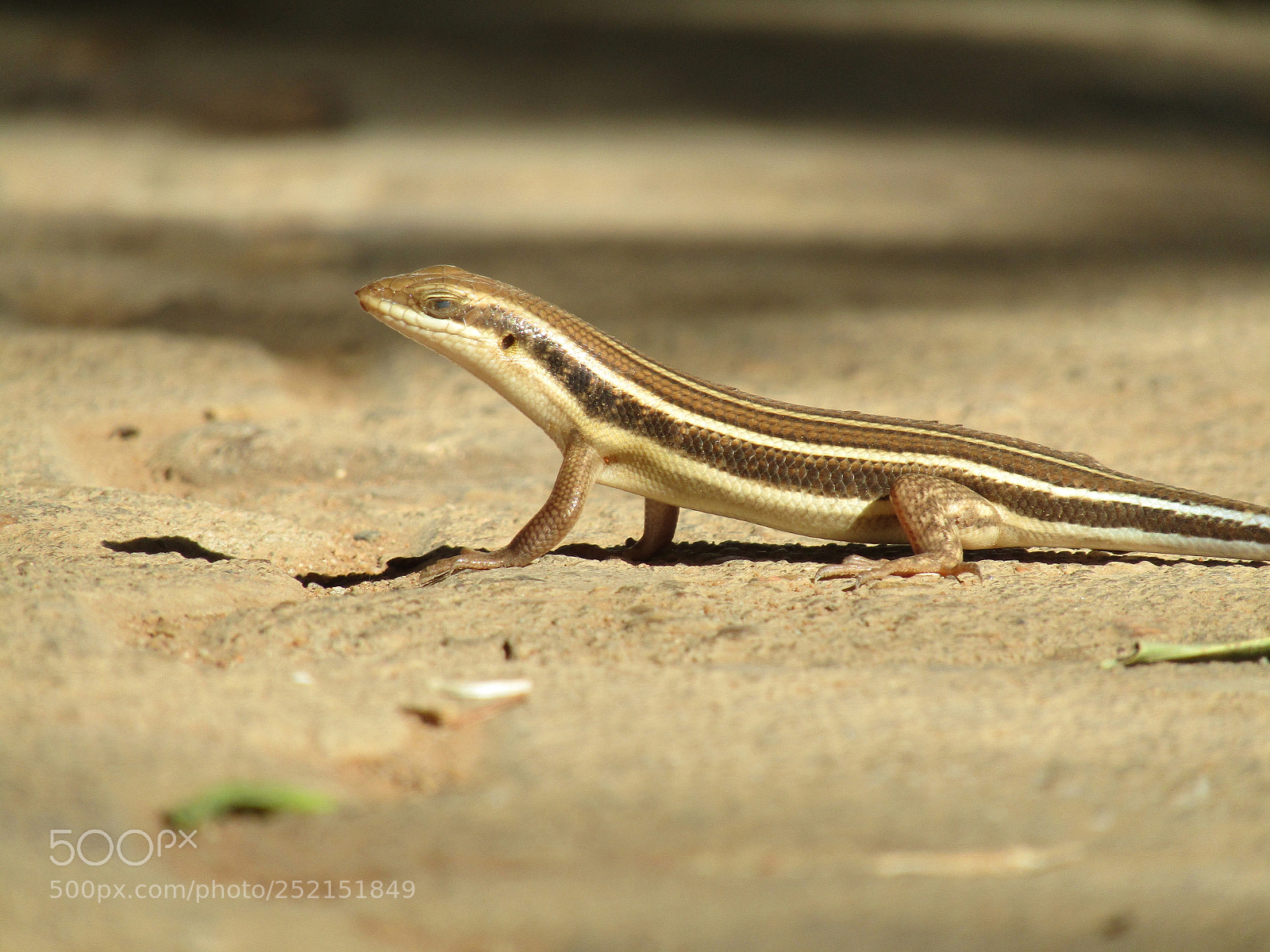 Canon PowerShot SX410 IS sample photo. Lizard photography