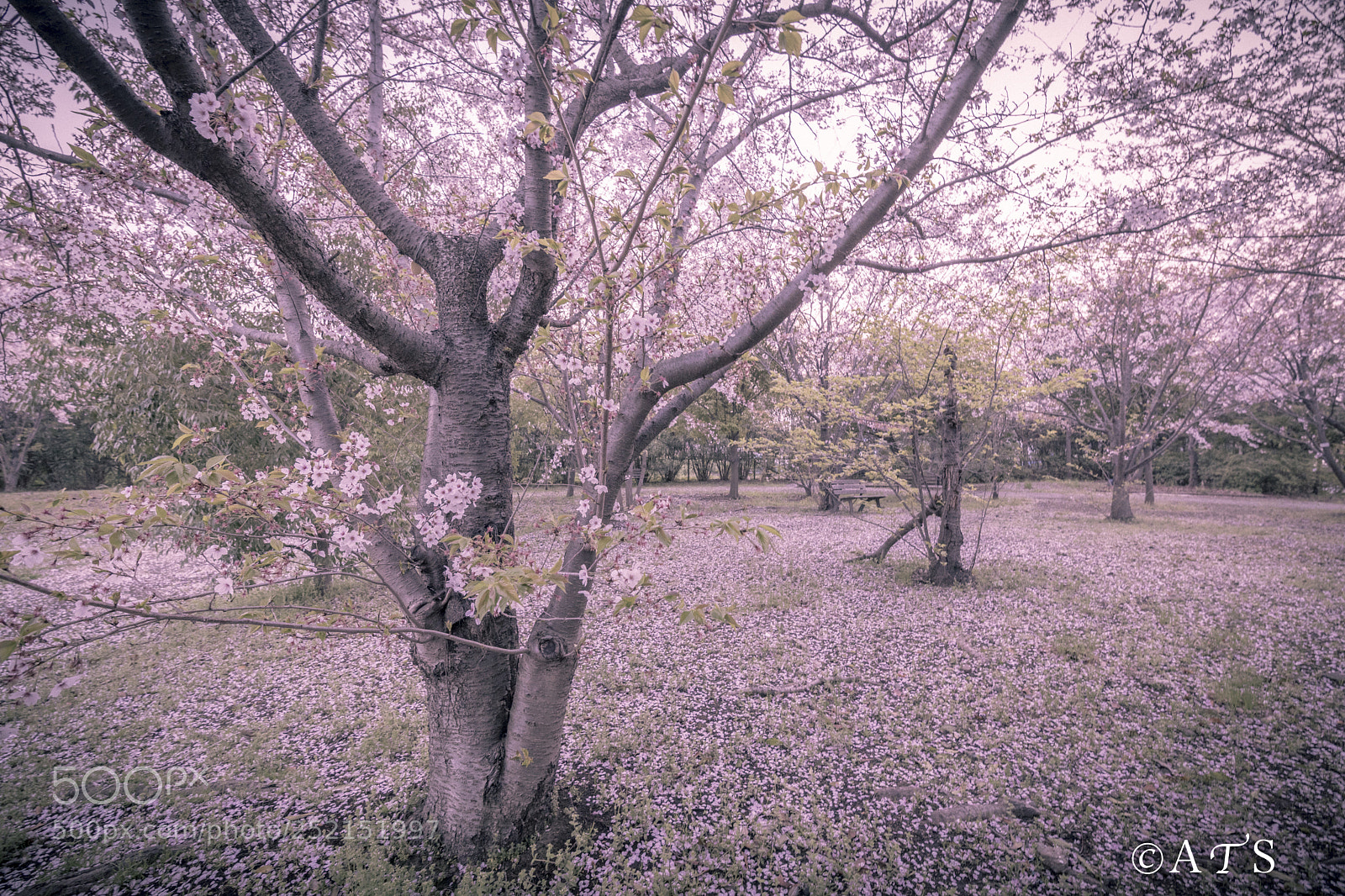 Canon EOS 5D Mark IV sample photo. Cherry blossoms photography
