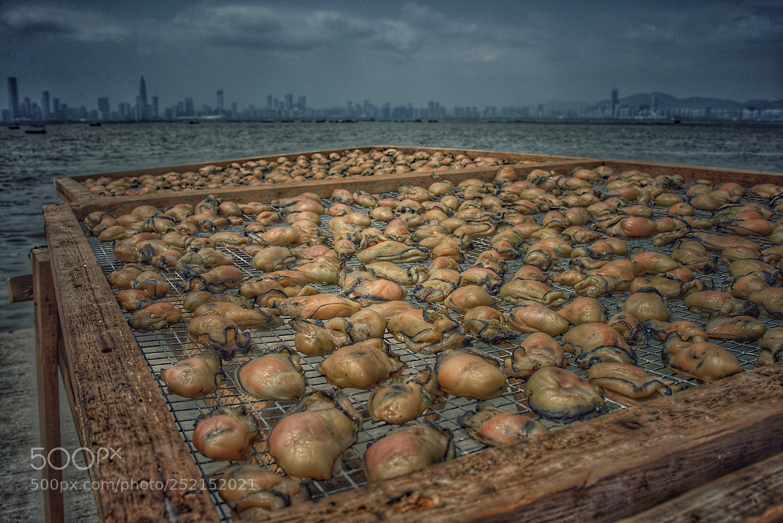 Nikon D610 sample photo. Oyster photography