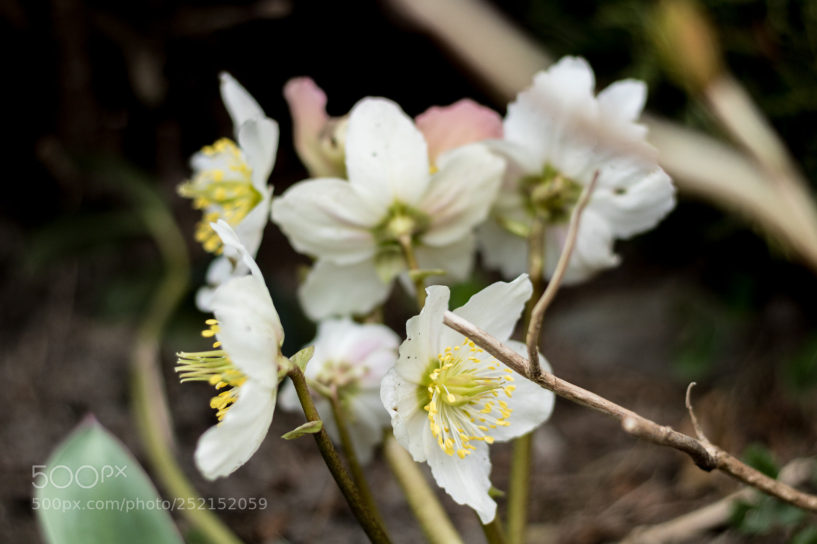 Canon EOS 750D (EOS Rebel T6i / EOS Kiss X8i) sample photo. White in the dark photography