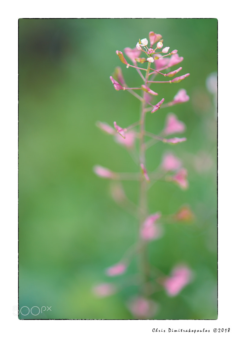 Nikon D7000 sample photo. Hearts photography