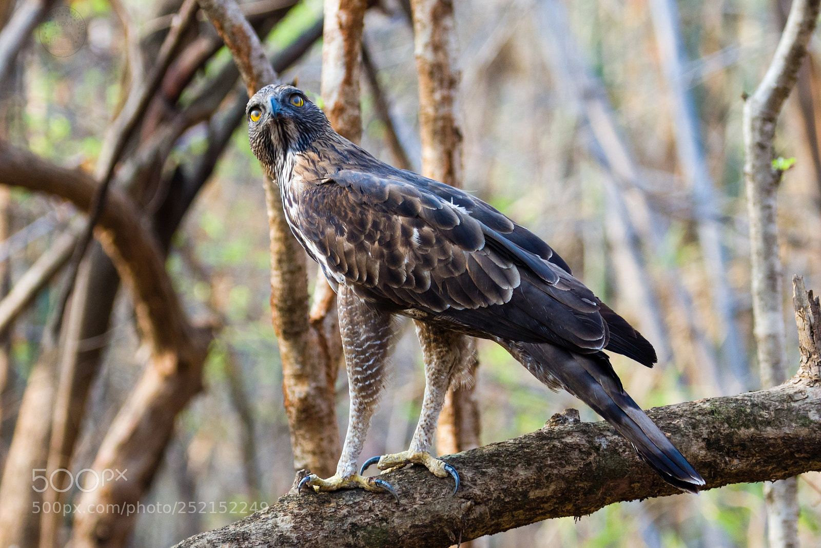Canon EOS 80D sample photo. Crested serpent eagle photography