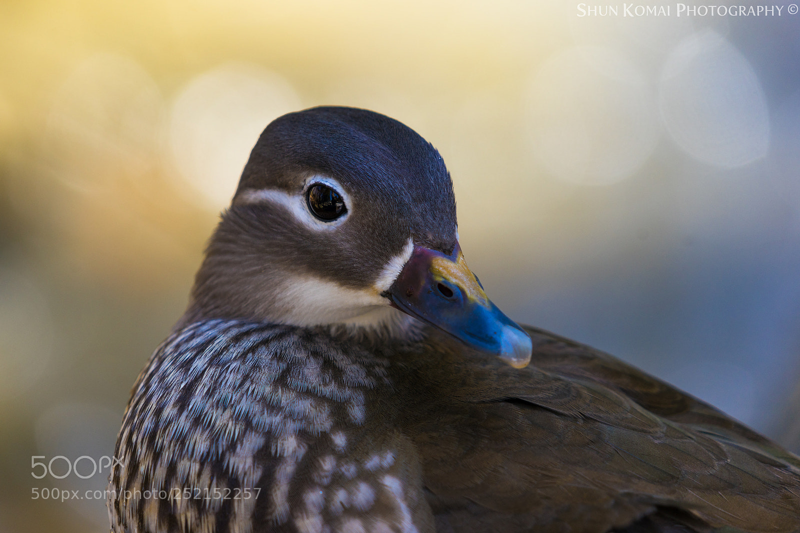 Sony a7 sample photo. Female mandarin duck photography