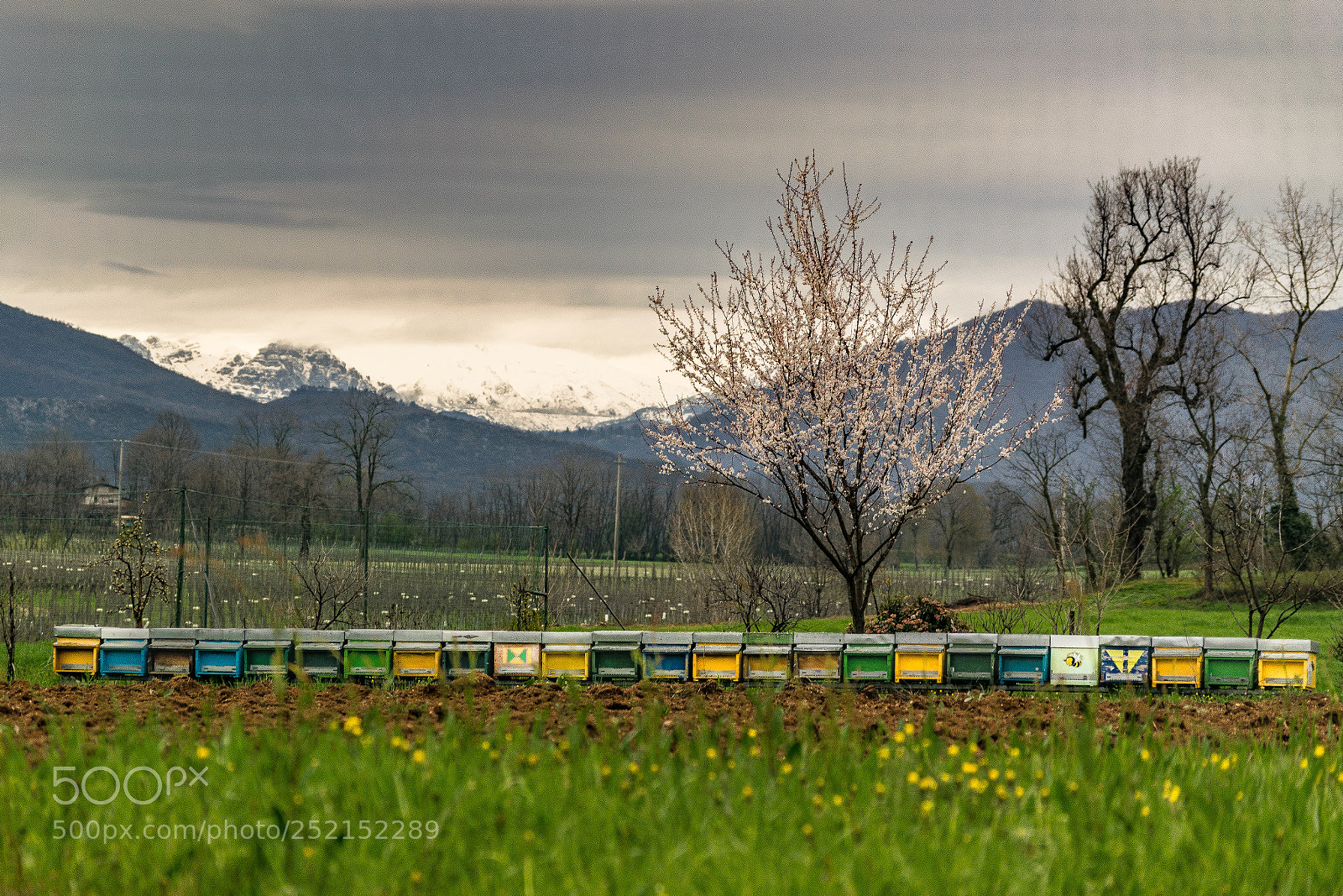 Nikon D5300 sample photo. Rainy spring photography