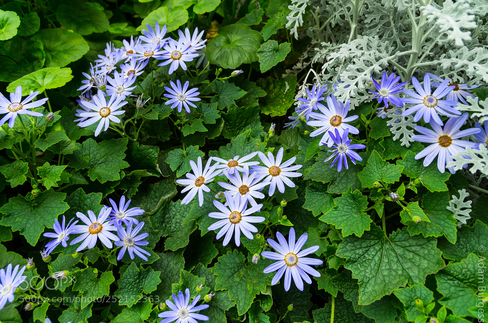 Pentax K-30 sample photo. Blue flowers photography