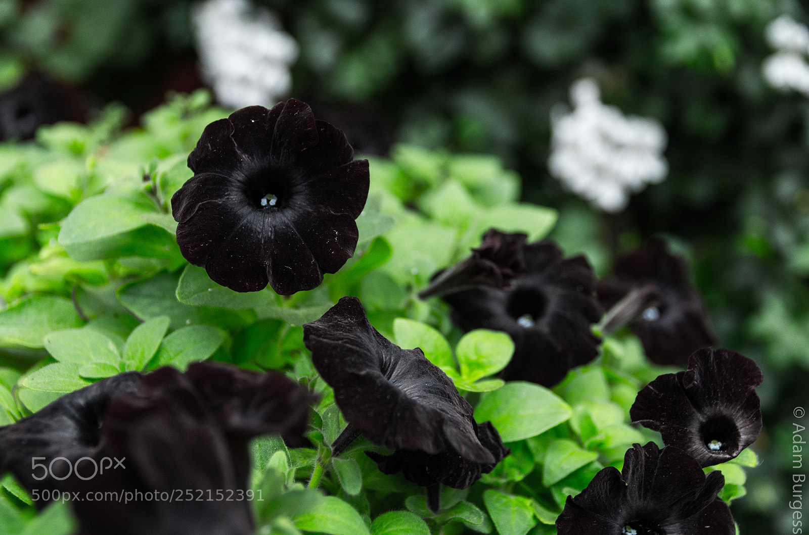 Pentax K-30 sample photo. Black flowers photography