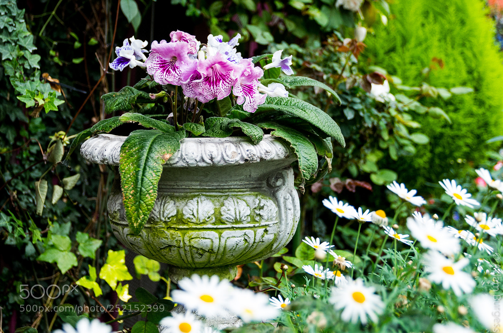 Pentax K-30 sample photo. Folwers in a pot photography