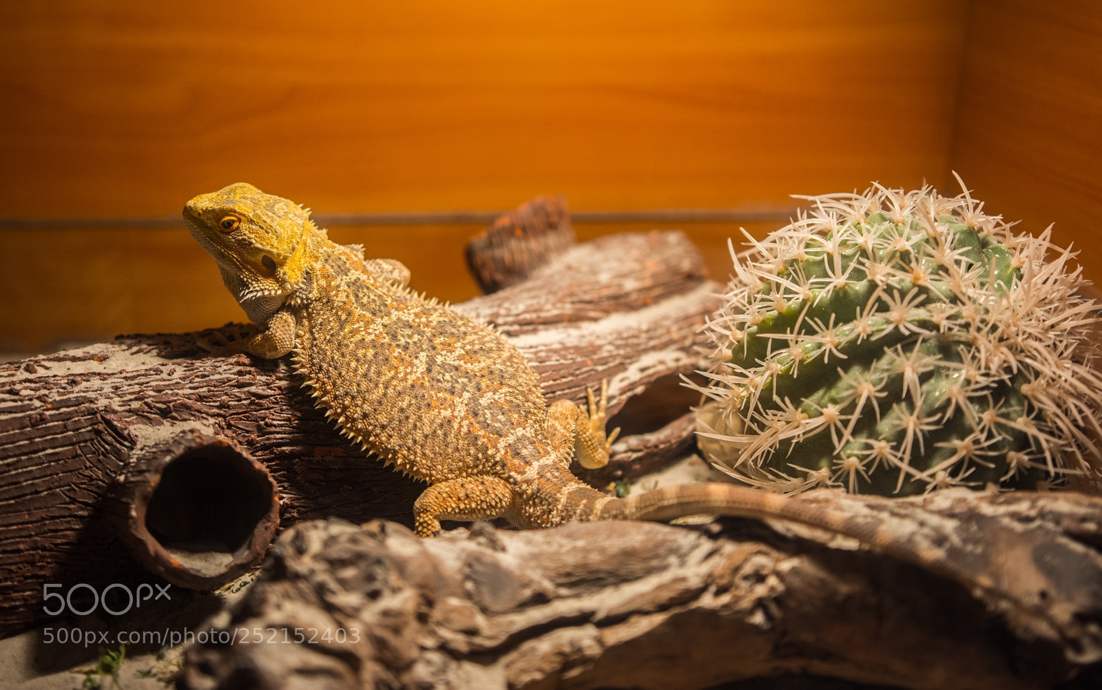 Nikon D7200 sample photo. Dsc photography
