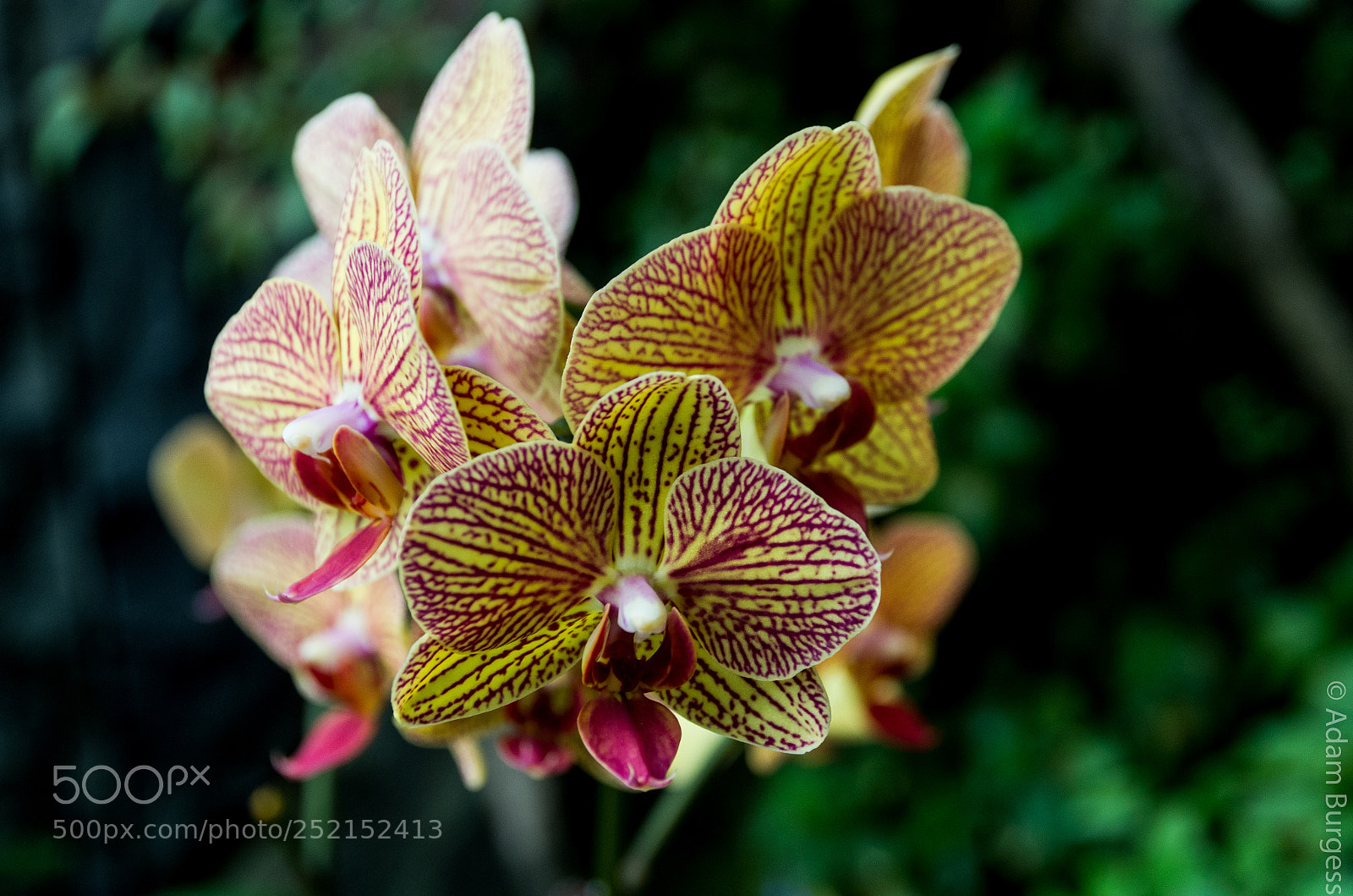 Pentax K-30 sample photo. Yellow orchids photography