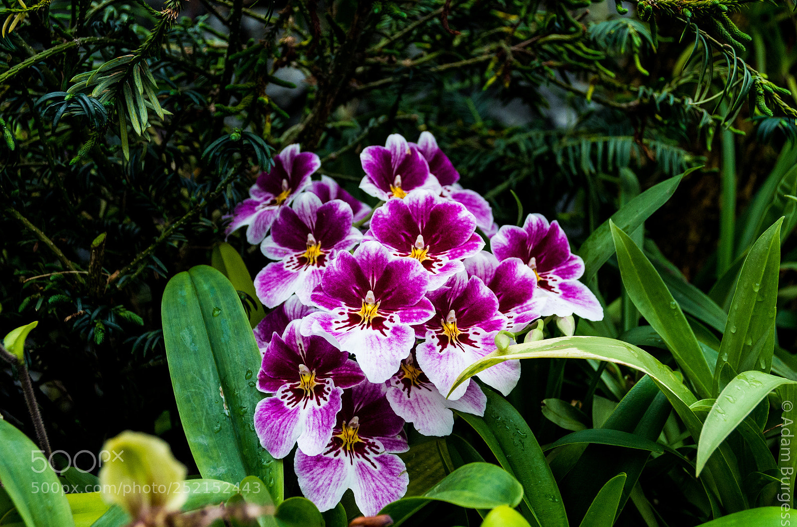 Pentax K-30 sample photo. Bright flowers photography