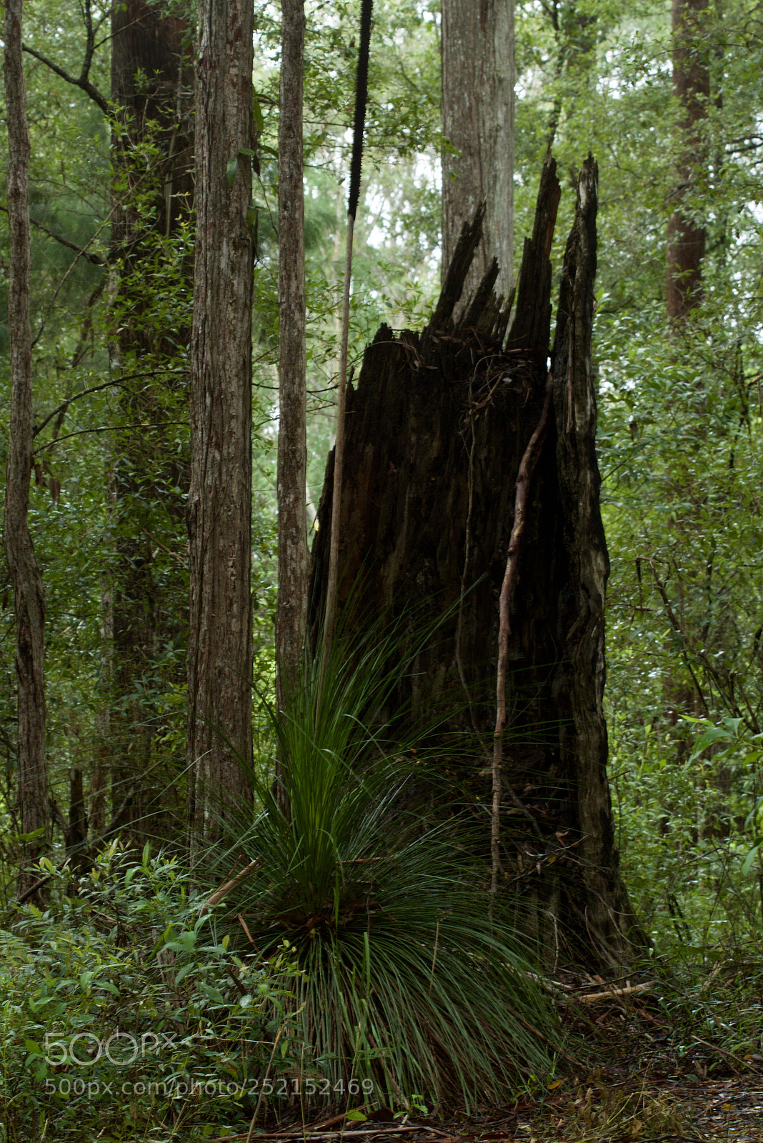 Canon EOS 60D sample photo. Tree trunk photography