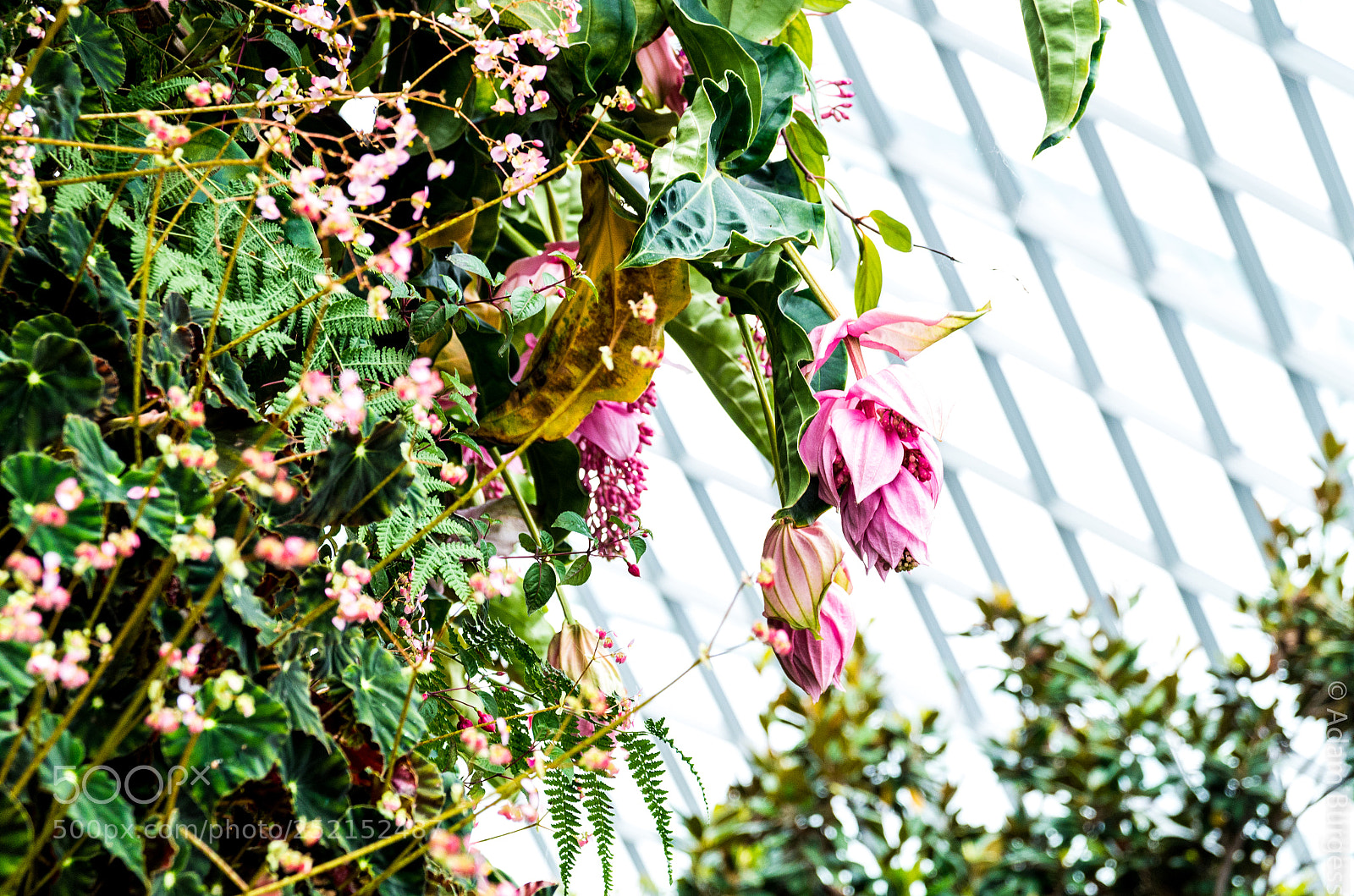 Pentax K-30 sample photo. Pink flowers photography
