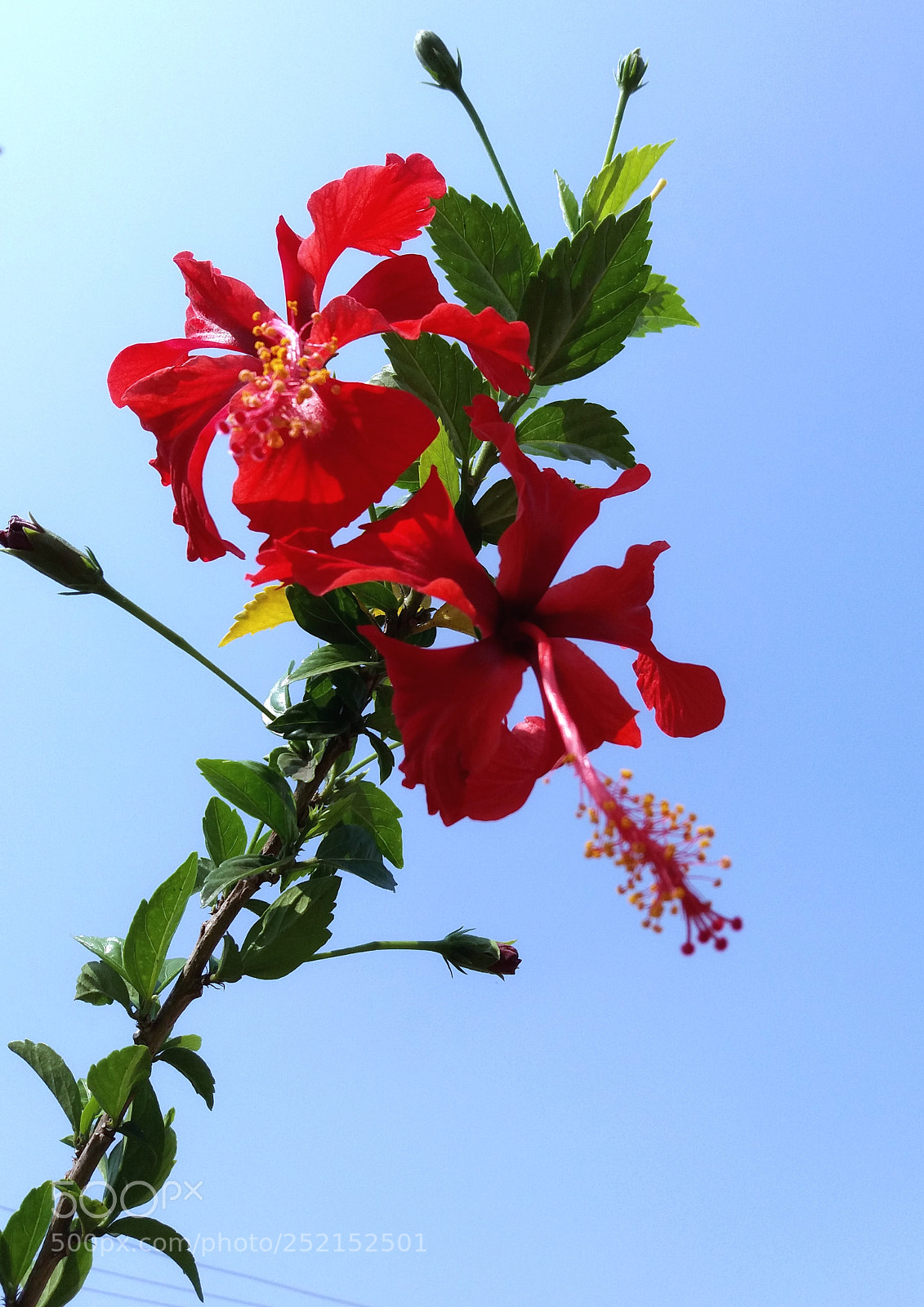 Samsung Galaxy J5 sample photo. Red flowers, beautiful flowers photography