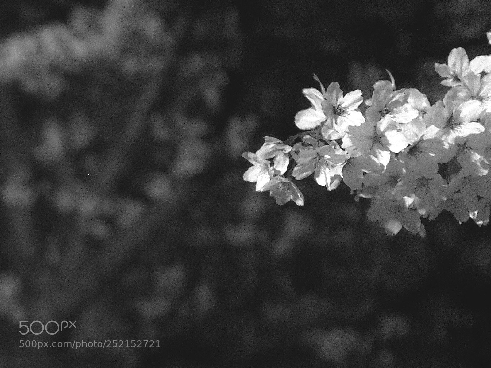 Olympus OM-D E-M5 II sample photo. Evening sakura photography