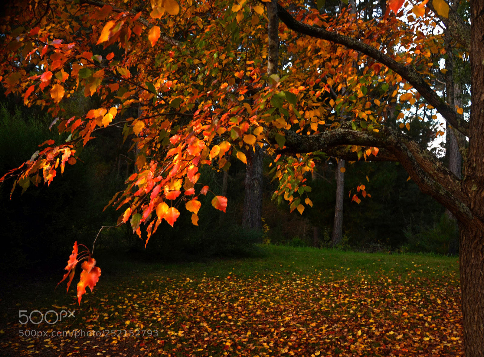 Nikon D7000 sample photo. Autumn in bright photography