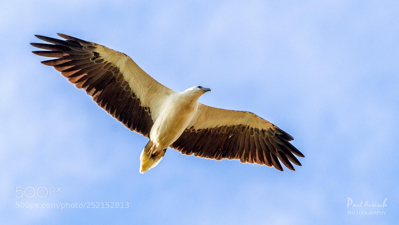 Nikon D500 sample photo. White-bellied sea eagle photography