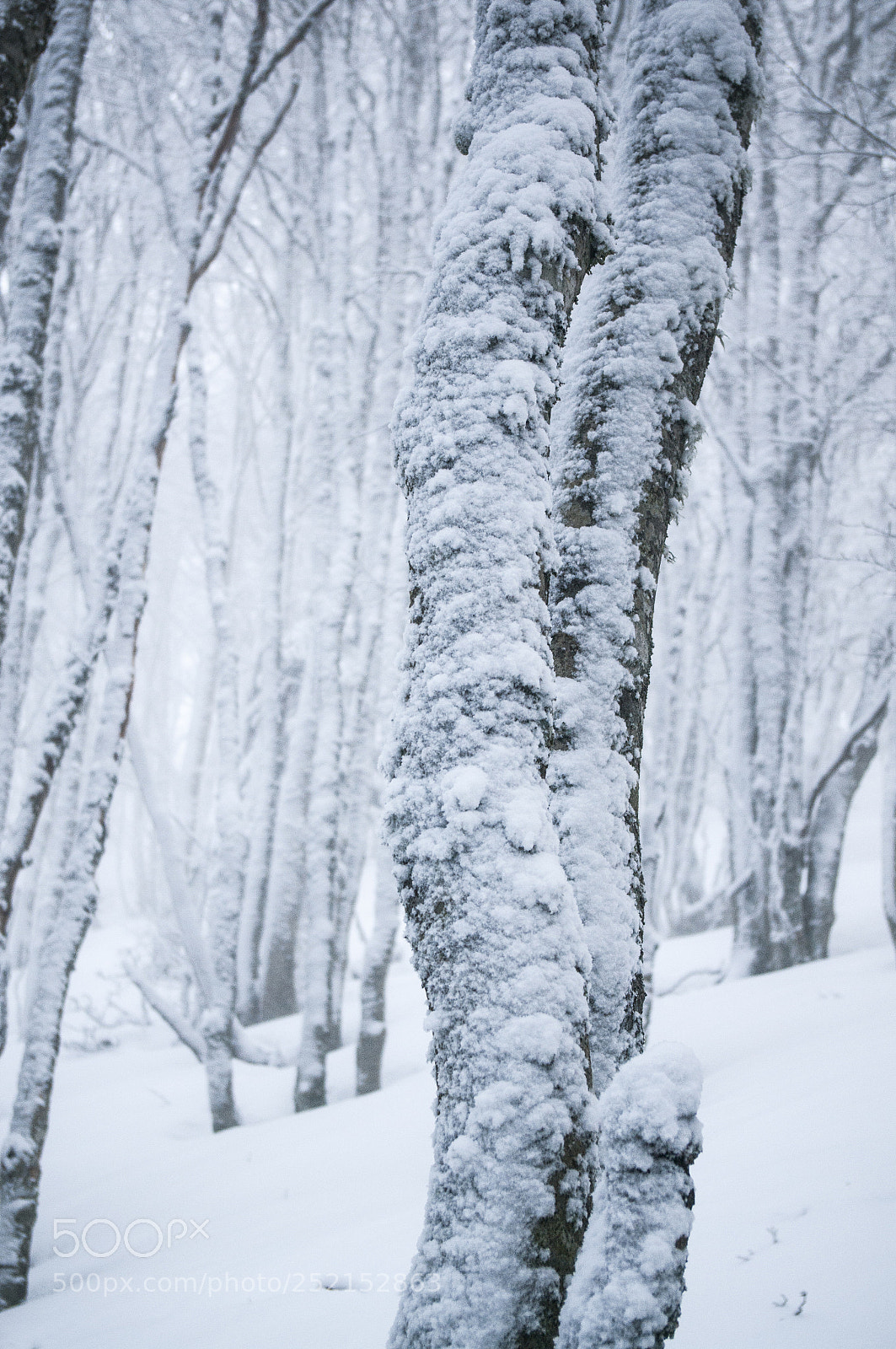 Pentax K-7 sample photo. Manteau blanc photography