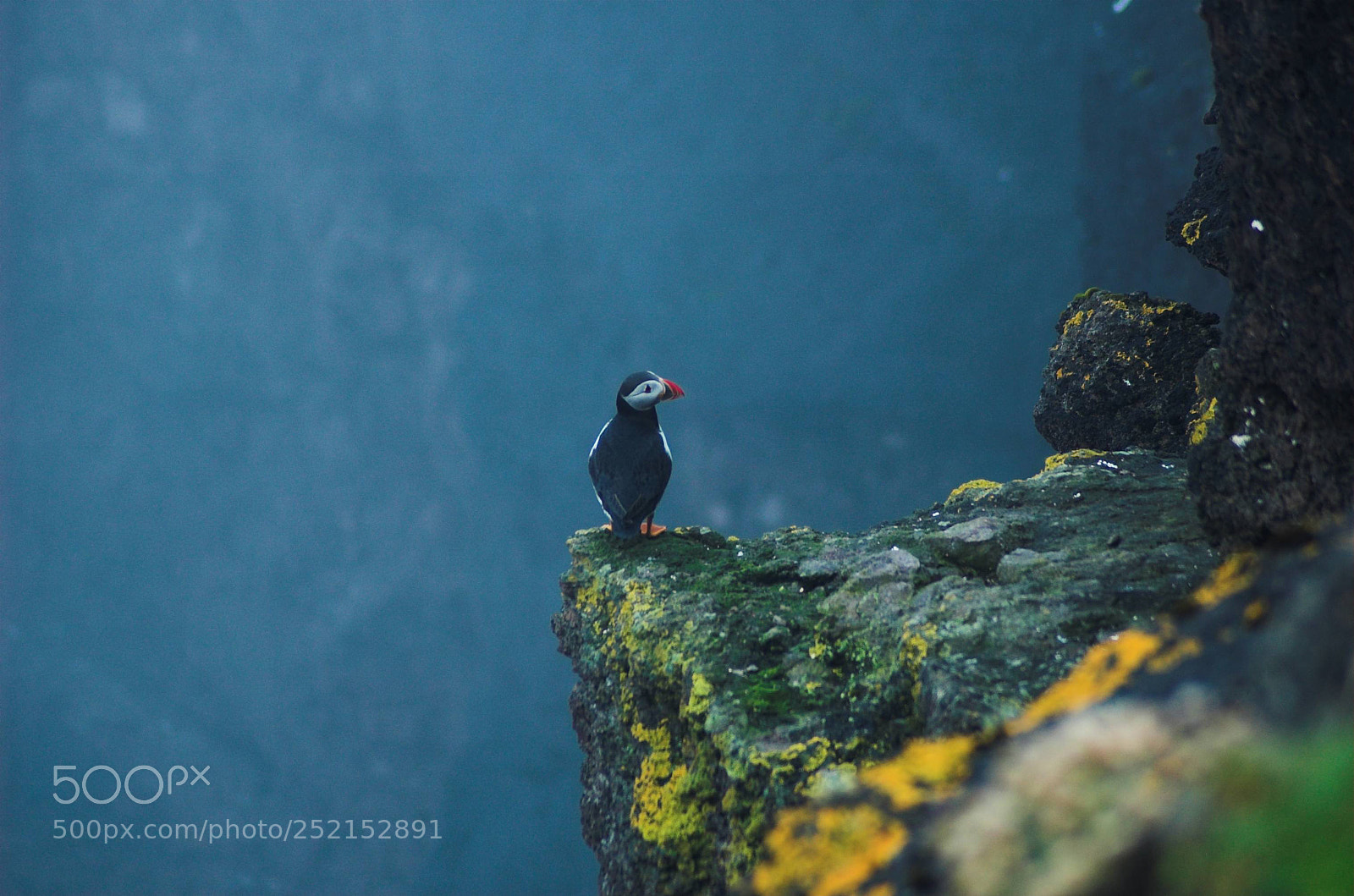 Nikon D70 sample photo. Lonely puffin photography