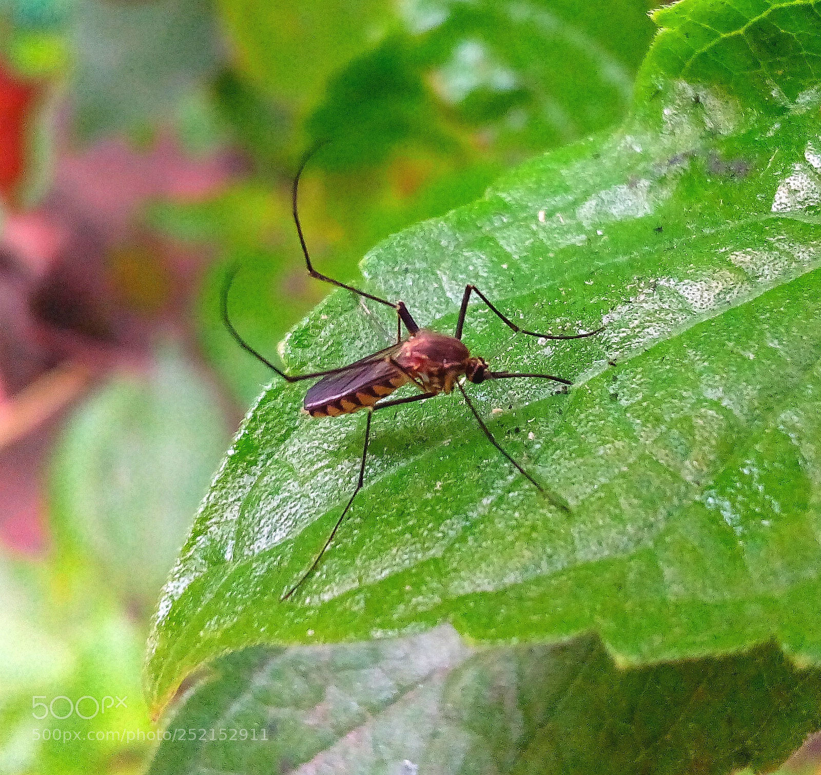 HUAWEI Y5II sample photo. Nature photo photography