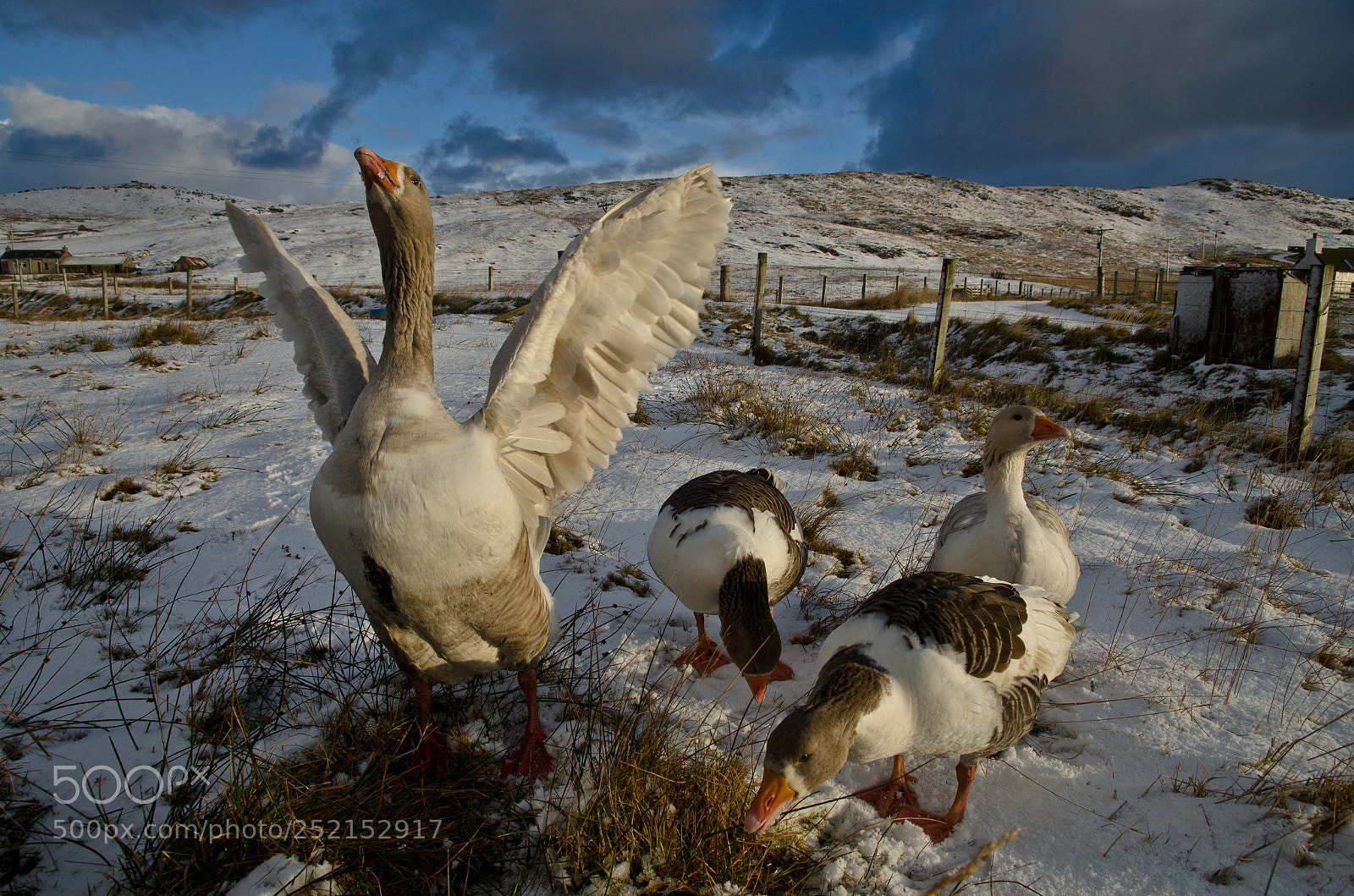 Nikon D7000 sample photo. Faroese geese photography