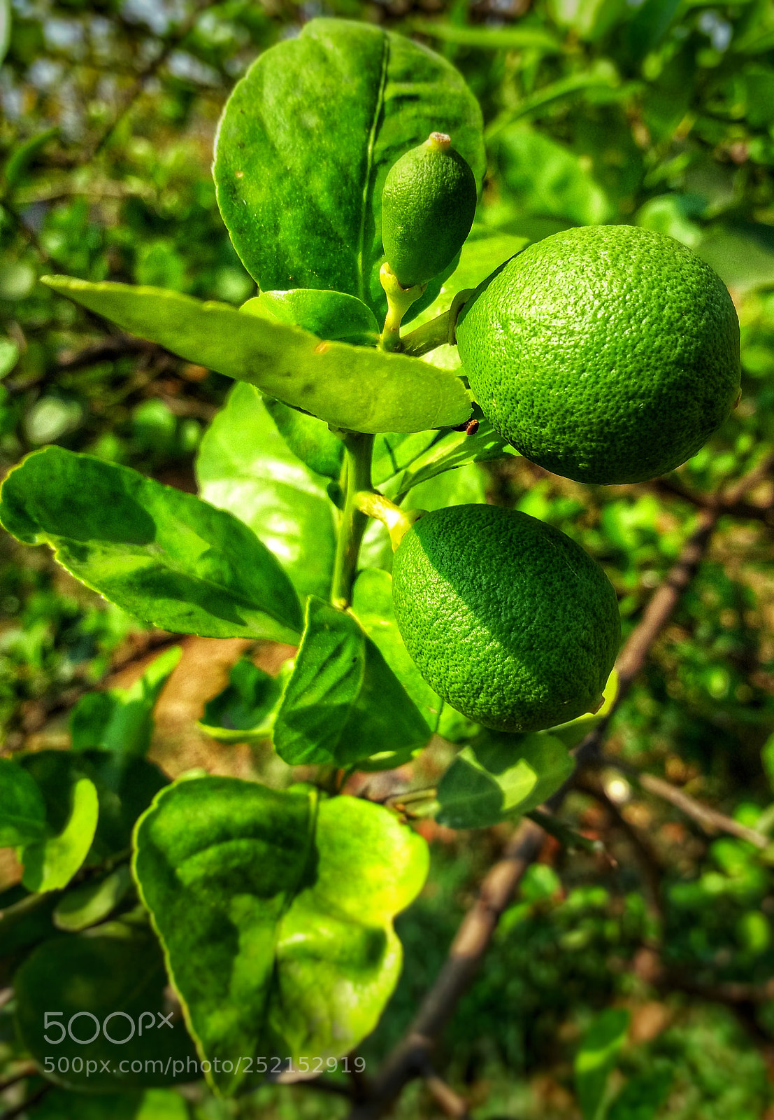 Samsung Galaxy J5 sample photo. Green lemon, lemon, lemon photography