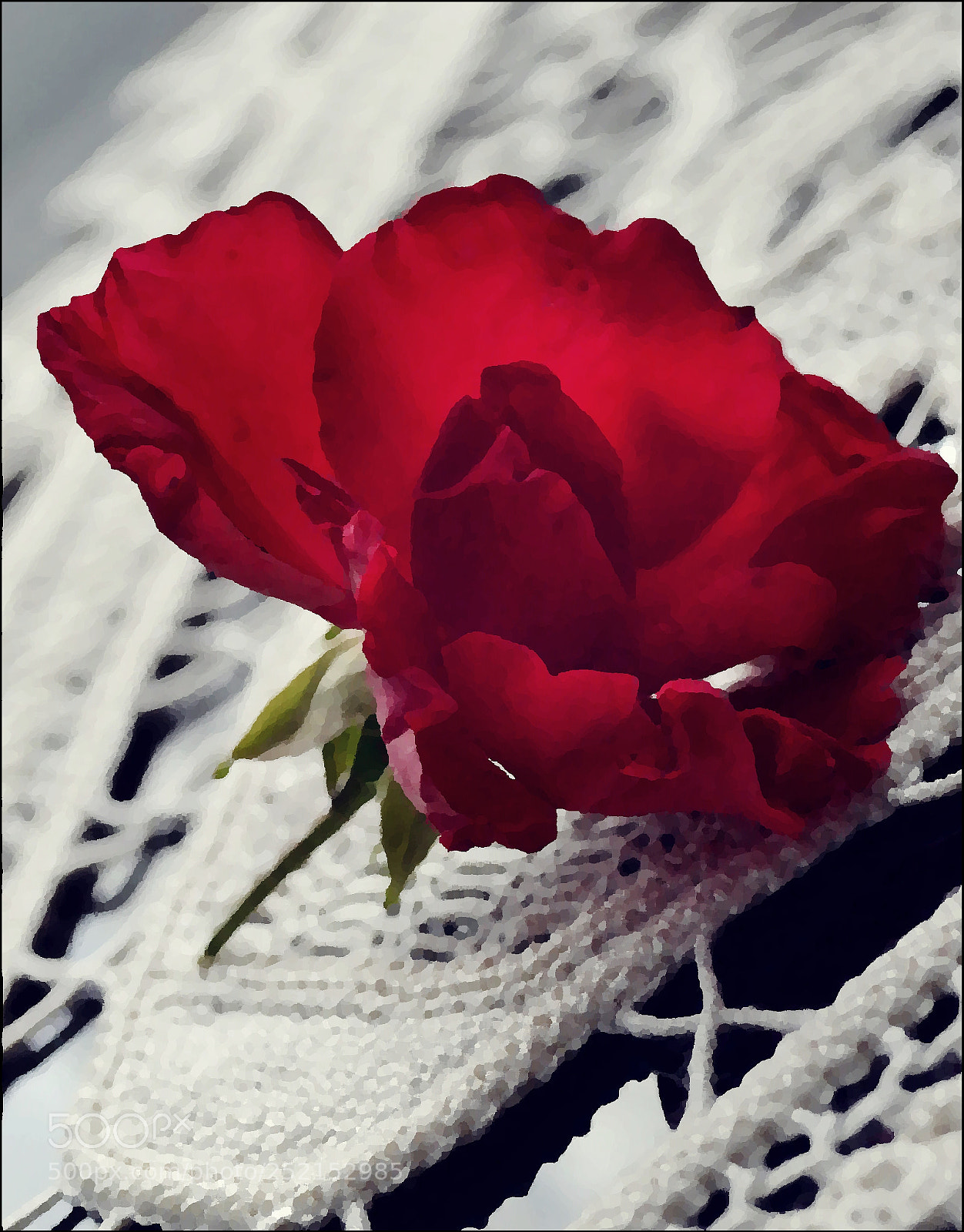 Nikon D3100 sample photo. Red rose photography