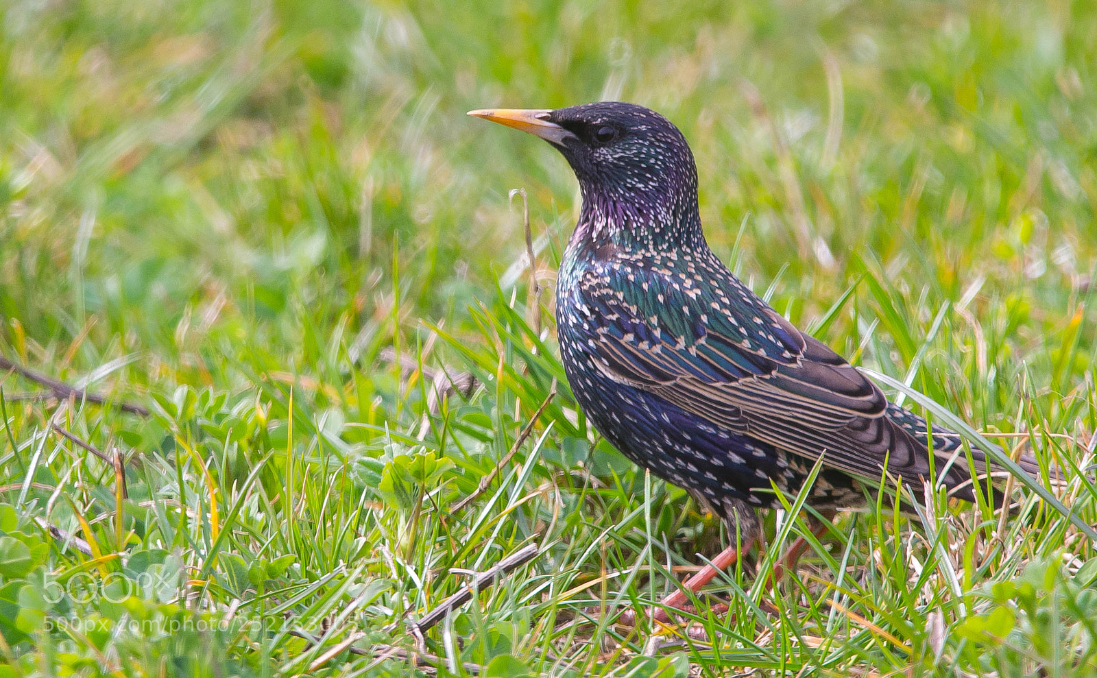 Nikon D7100 sample photo. Sturnus vulgaris photography