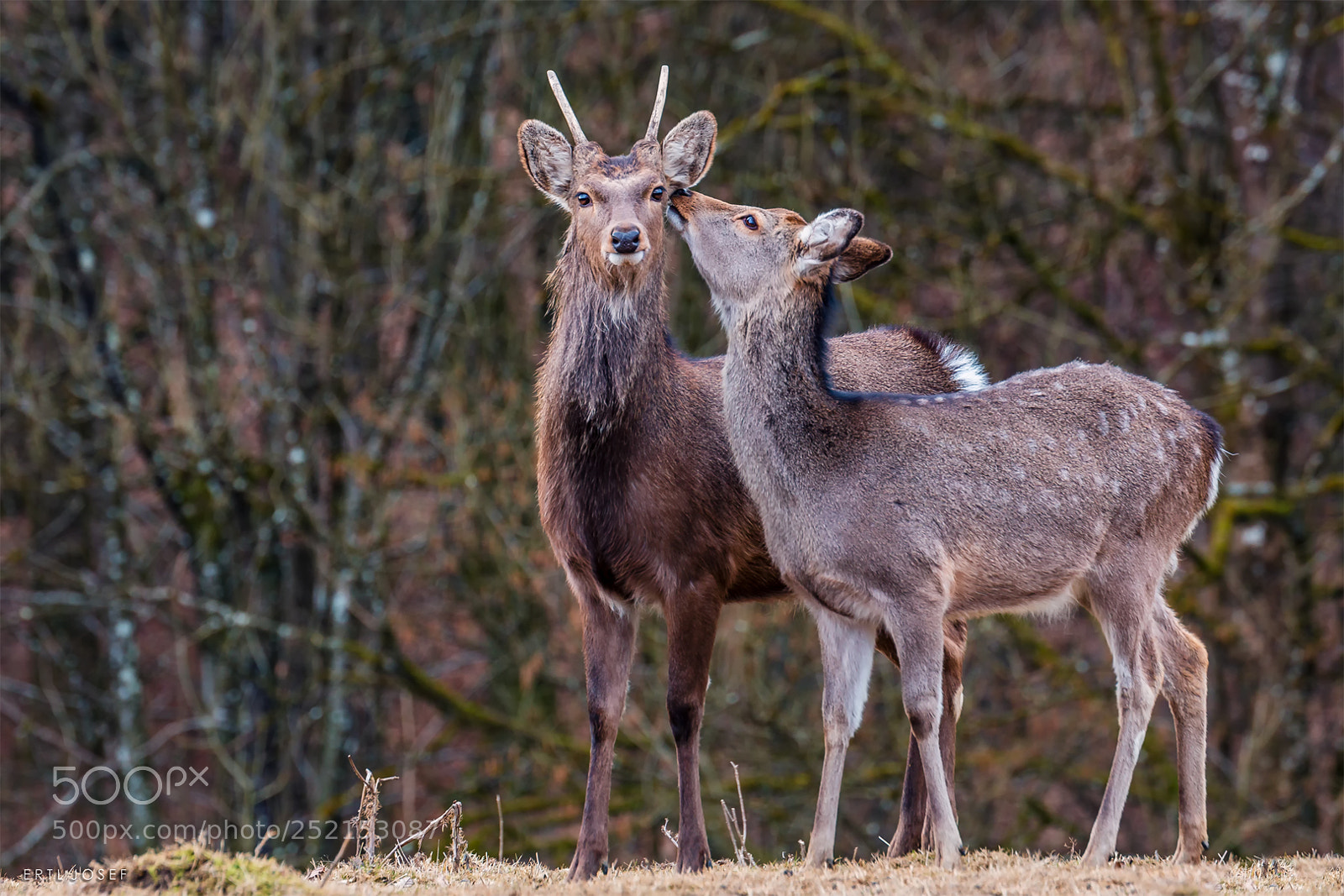 Canon EOS 70D sample photo. Küsschen photography
