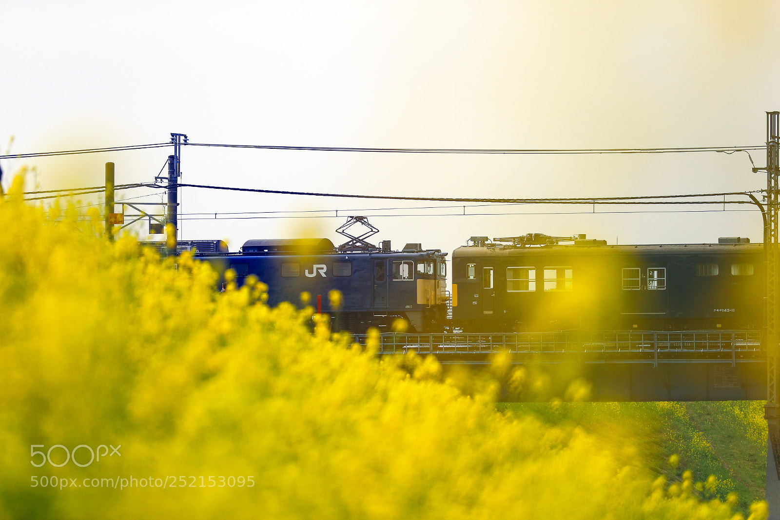 Canon EOS-1D X Mark II sample photo. 春の彩りに包まれて photography