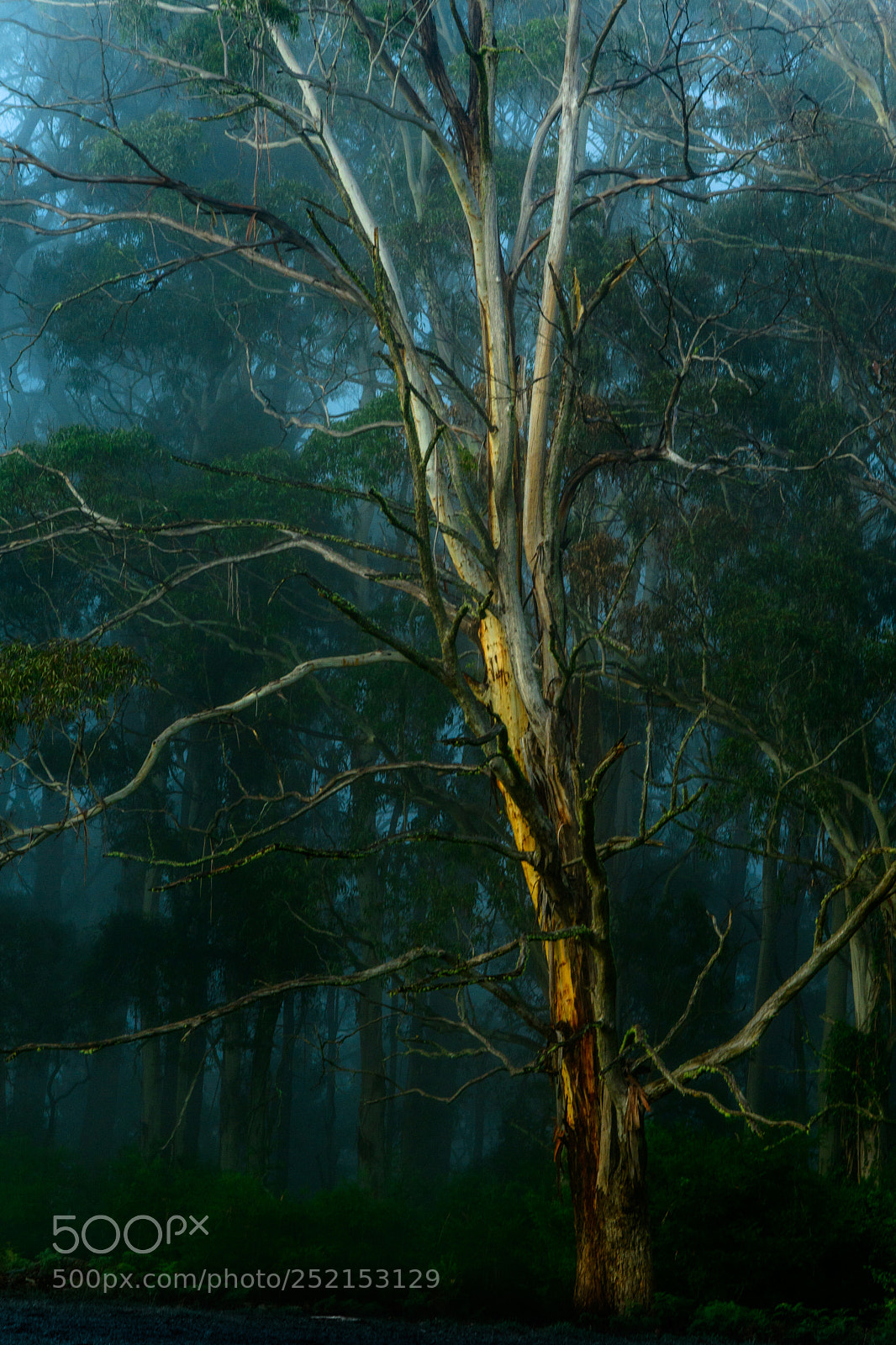 Nikon D7500 sample photo. Eucalypt in the mist photography