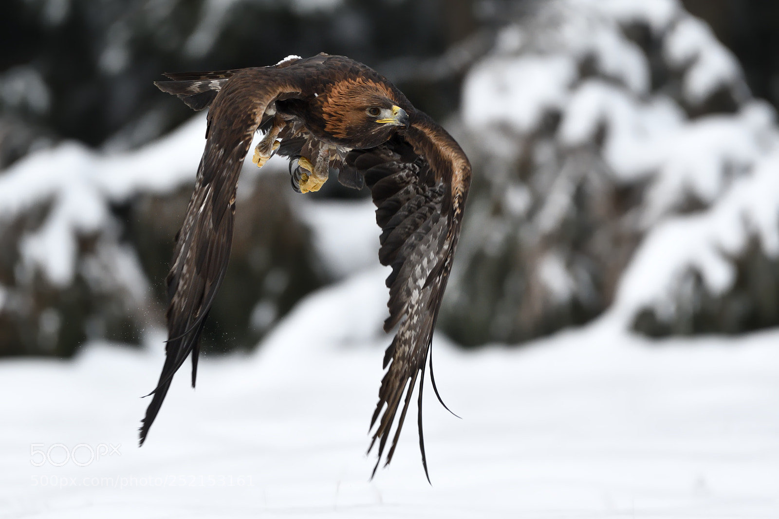 Nikon D500 sample photo. Golden eagle photography