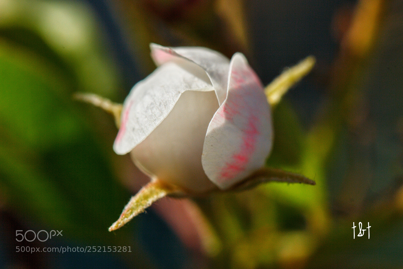 Canon EOS 7D sample photo. Untitled photography