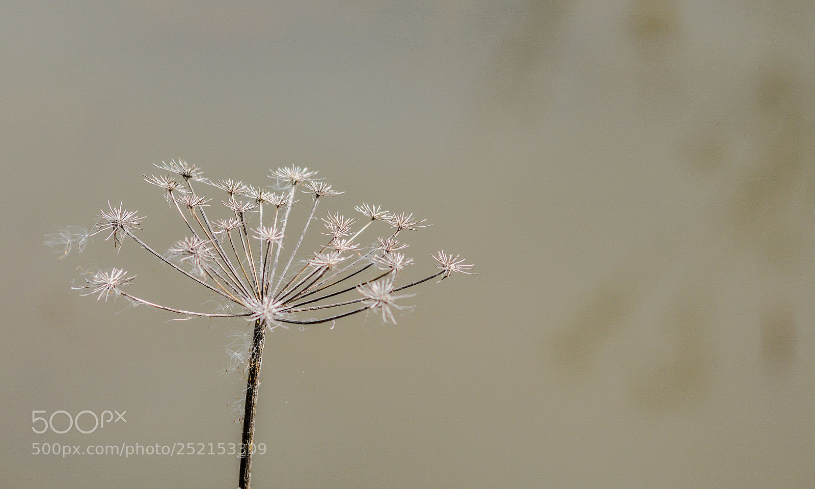 Nikon D3200 sample photo. Umbellifer photography