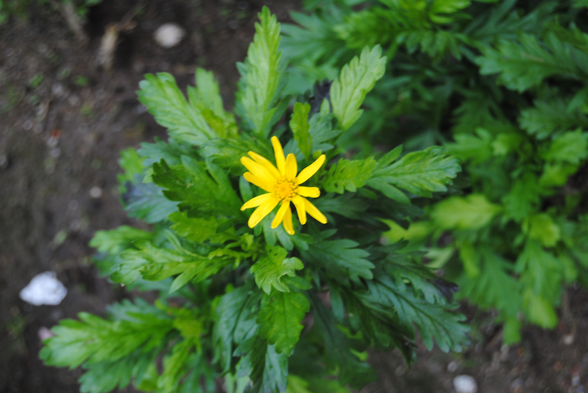 Nikon D3000 sample photo. Alone flower photography