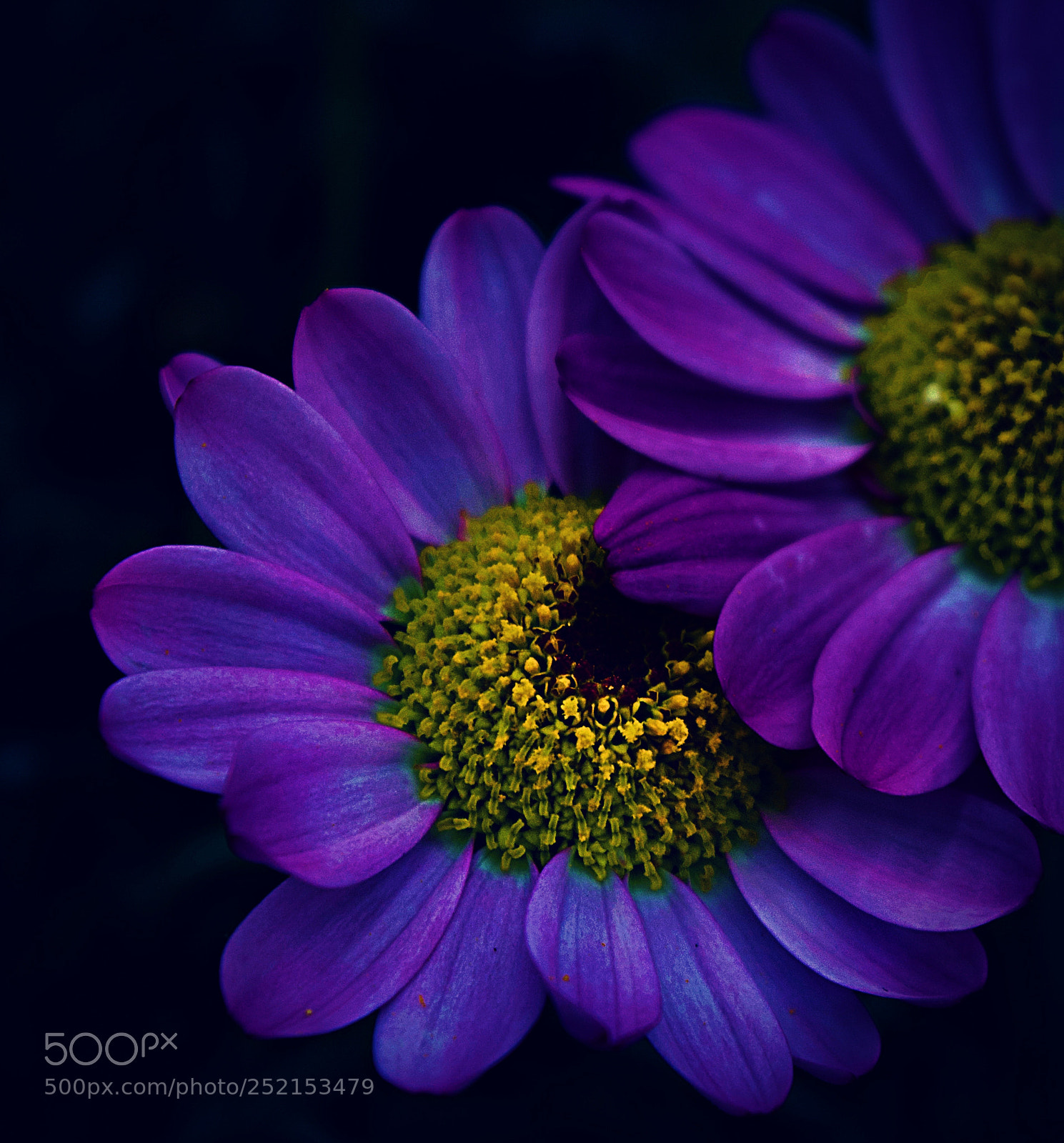 Nikon D5200 sample photo. Petals photography