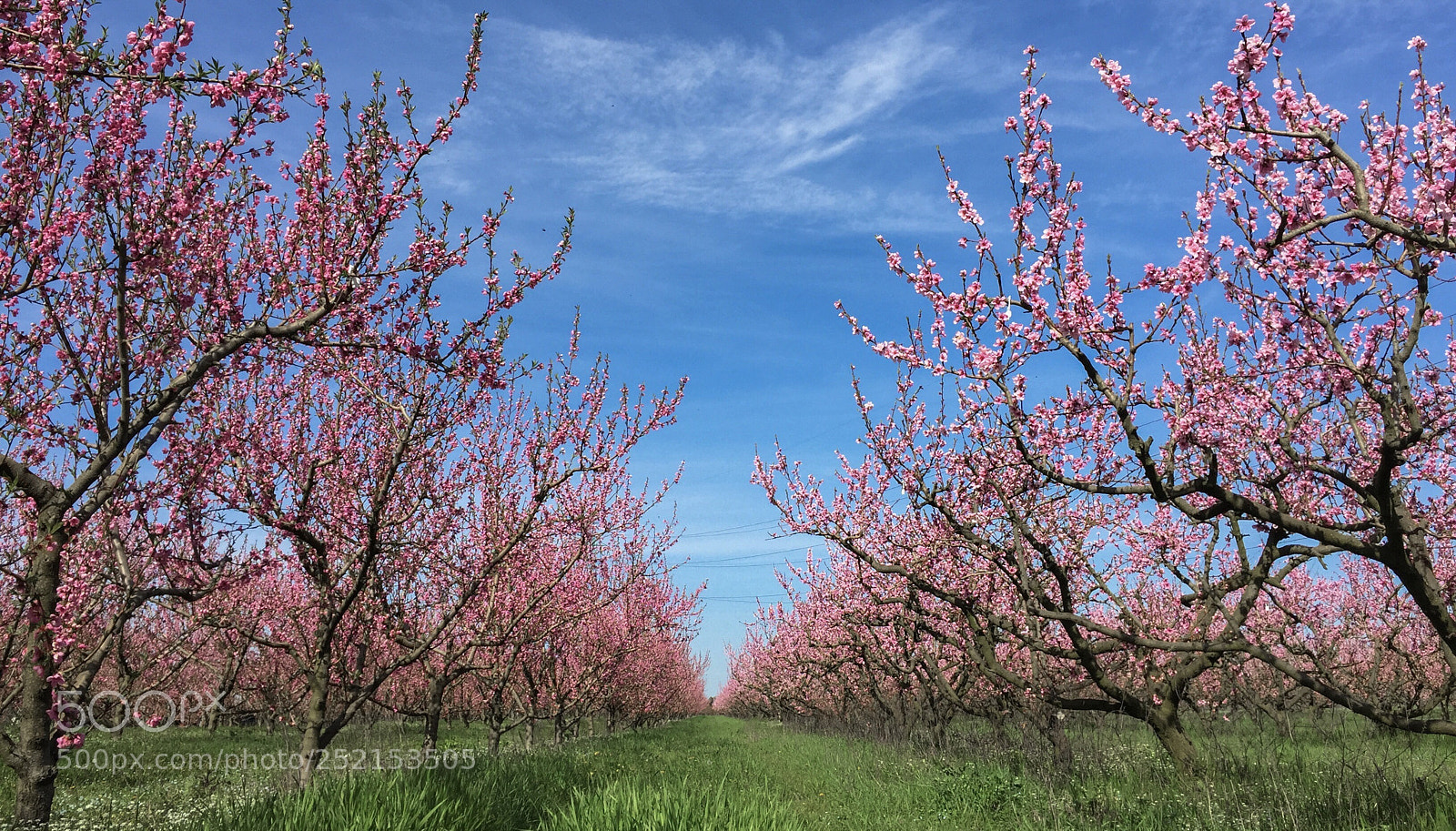 Apple iPhone 6 sample photo. Untitled photography