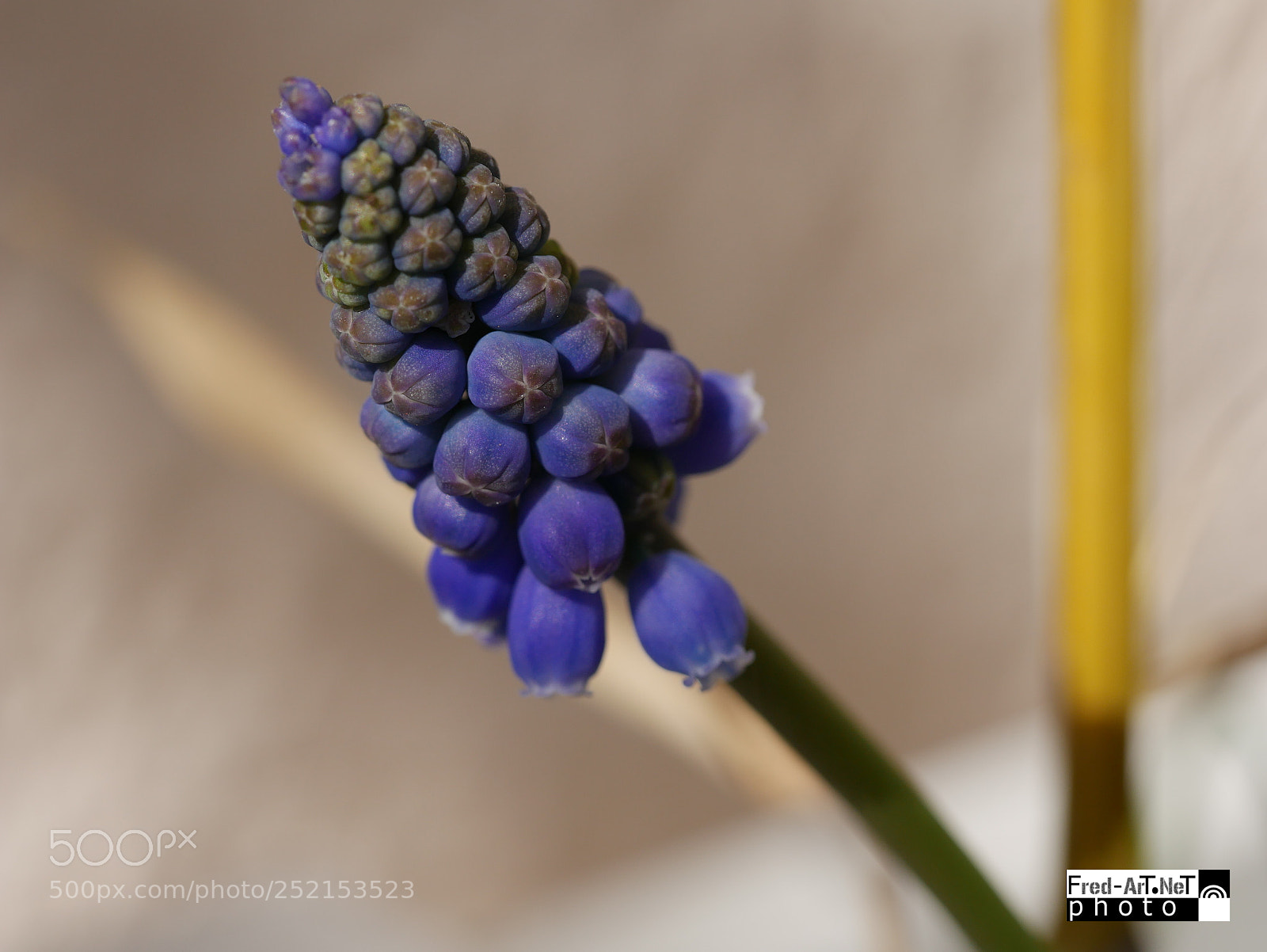 Panasonic DMC-G70 sample photo. Violet photography