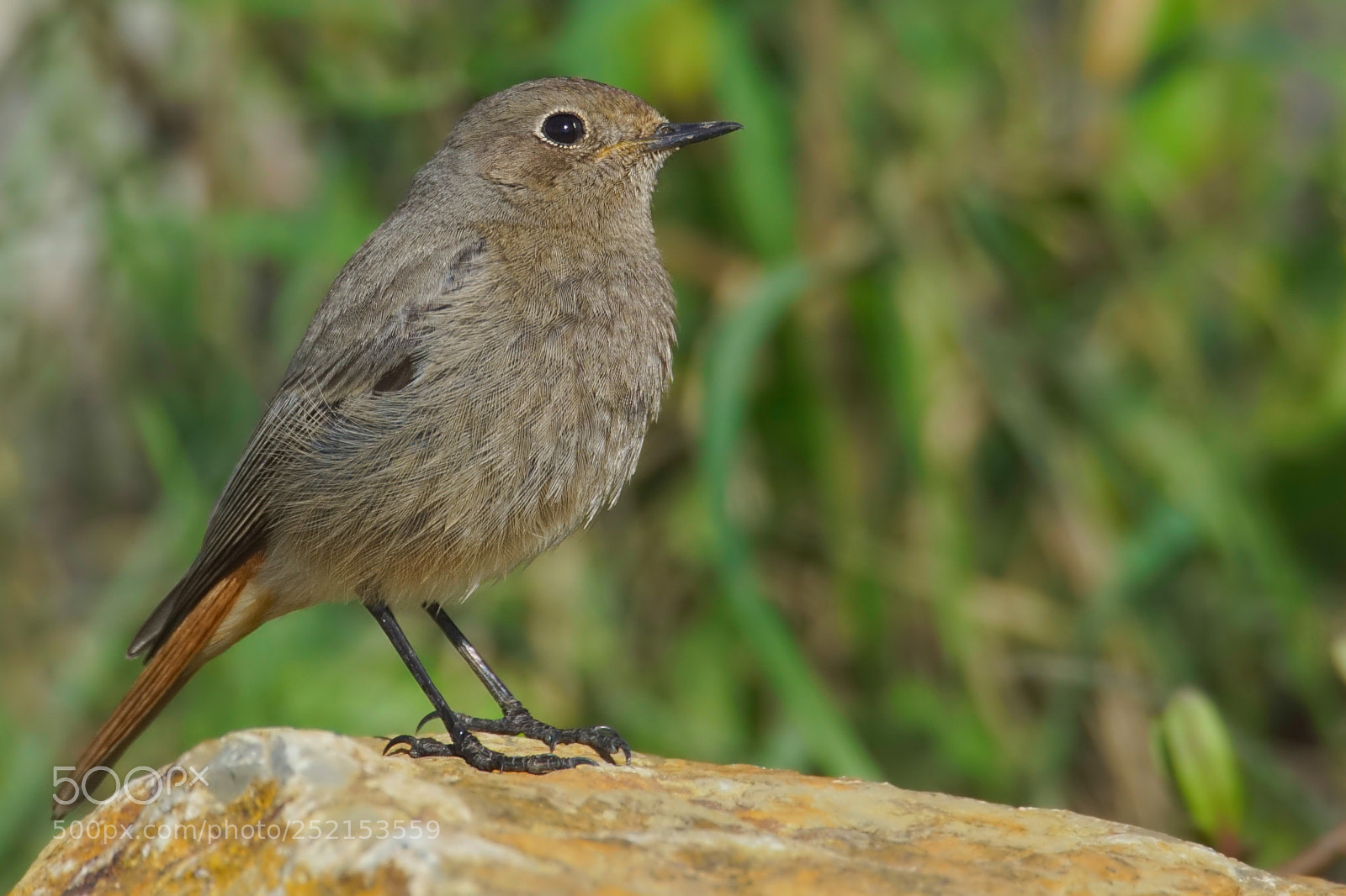 Sony ILCA-77M2 sample photo. Black redstart/phoenicurus ochruros photography