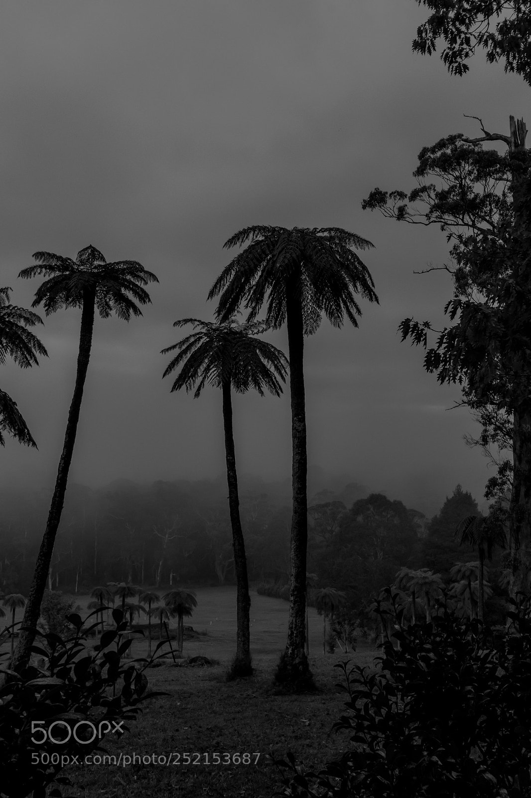 Nikon D7500 sample photo. Jurassic park photography