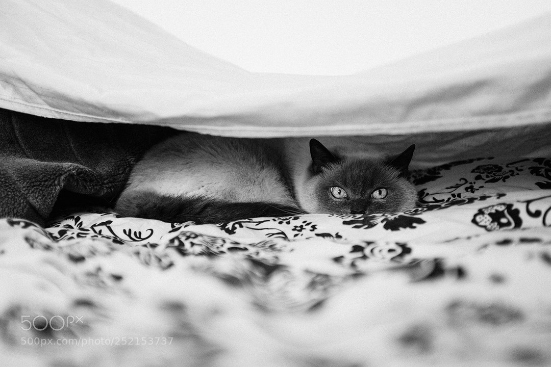 Fujifilm X100T sample photo. Phini the cat photography