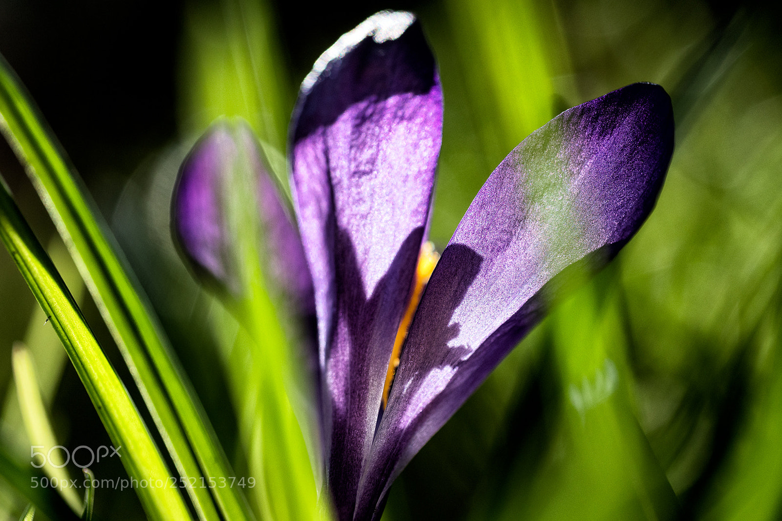 Panasonic Lumix DMC-GX8 sample photo. The colors of spring photography