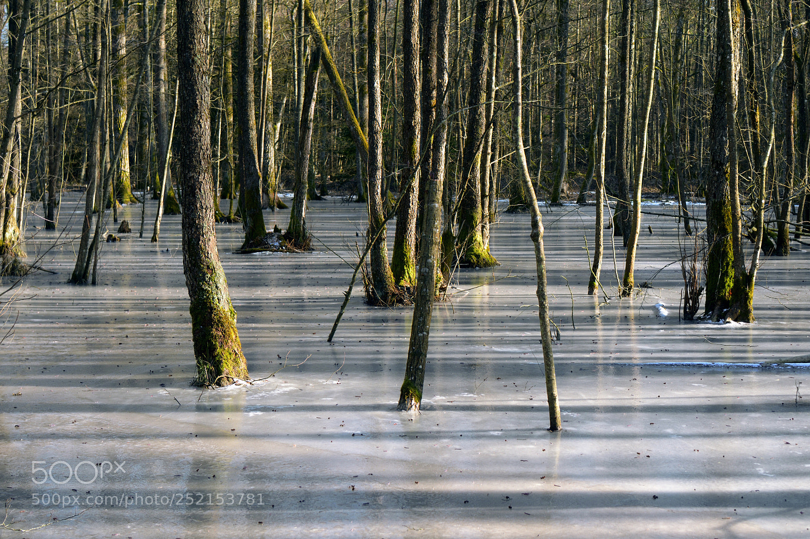 Nikon D7500 sample photo. Sunny forest on frozen photography
