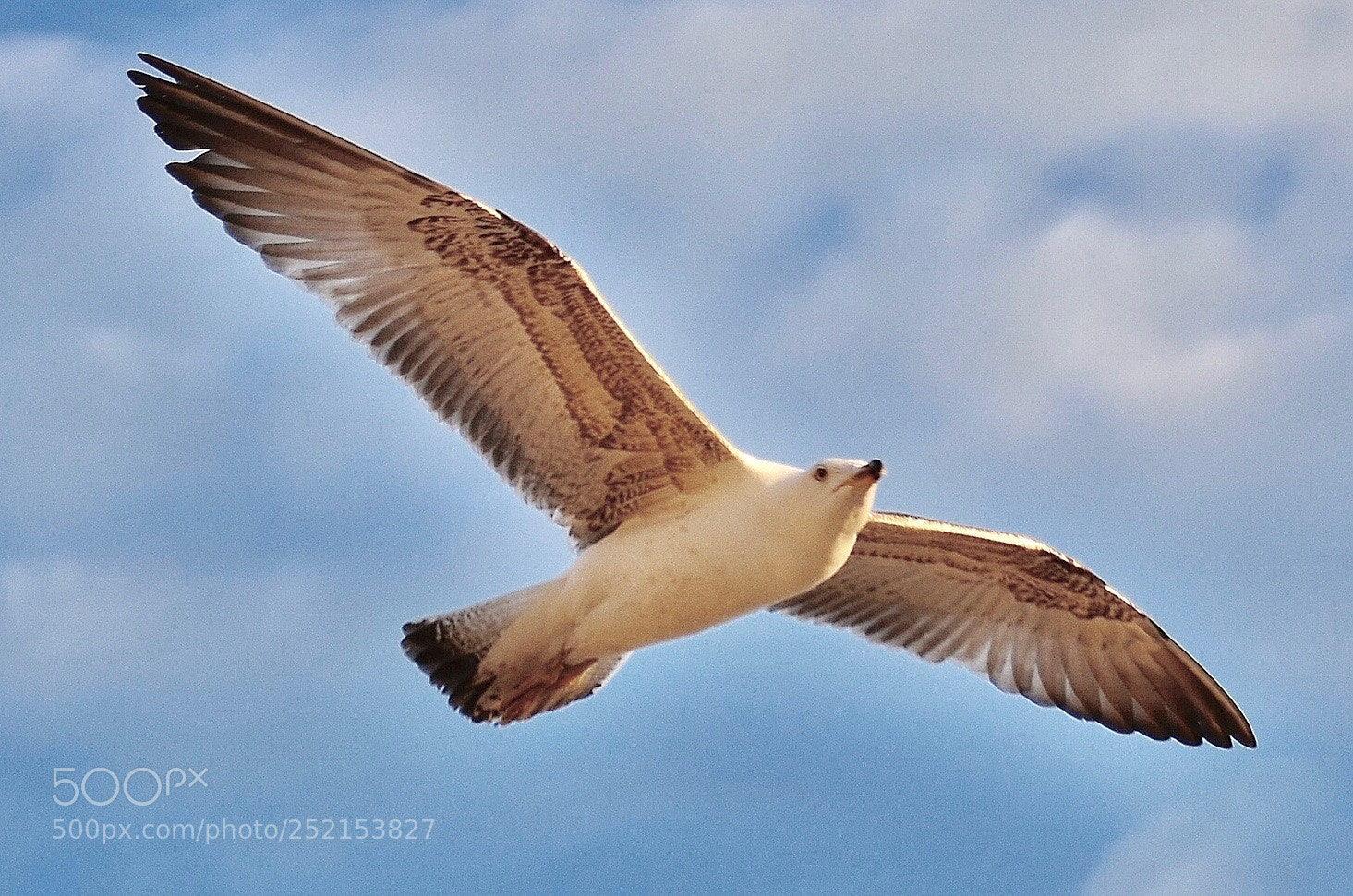 Nikon D7000 sample photo. Seagull  photography