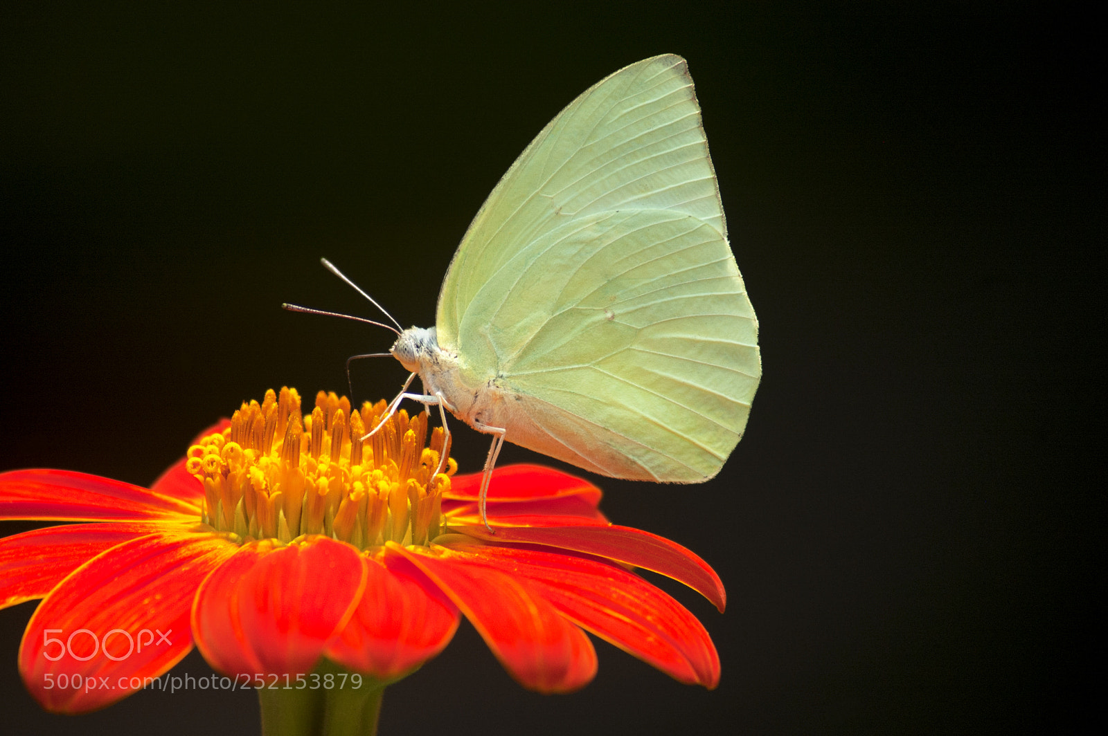 Nikon D50 sample photo. Catopsilia butterfly sucking nectar photography