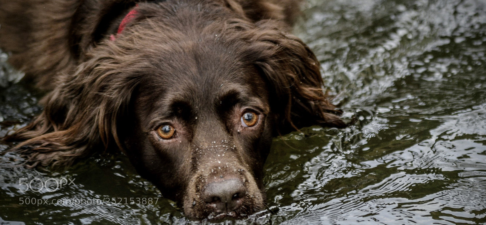 Nikon D7100 sample photo. A water loving dog photography