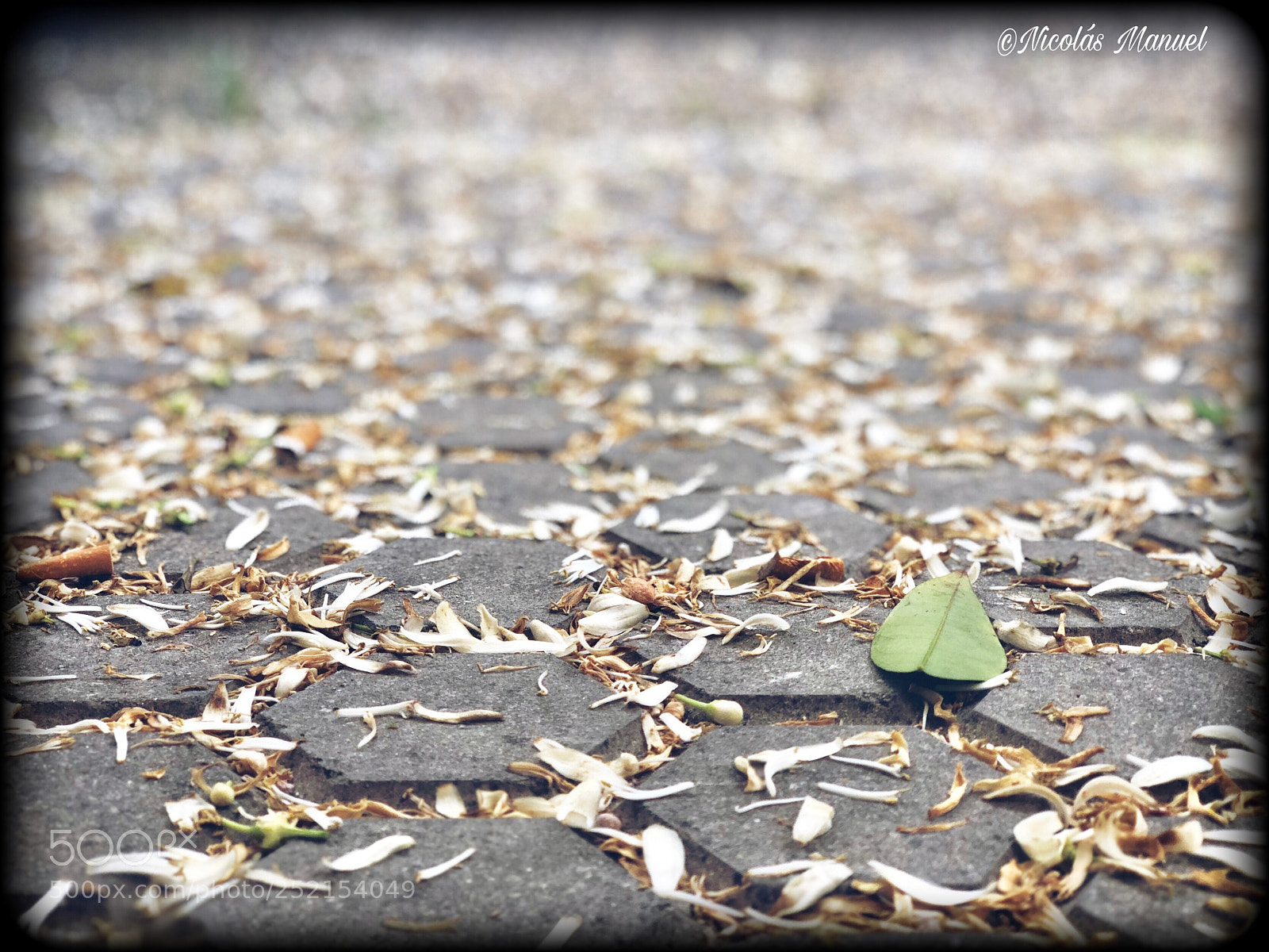 Apple iPhone X sample photo. Alfombra de azahar photography